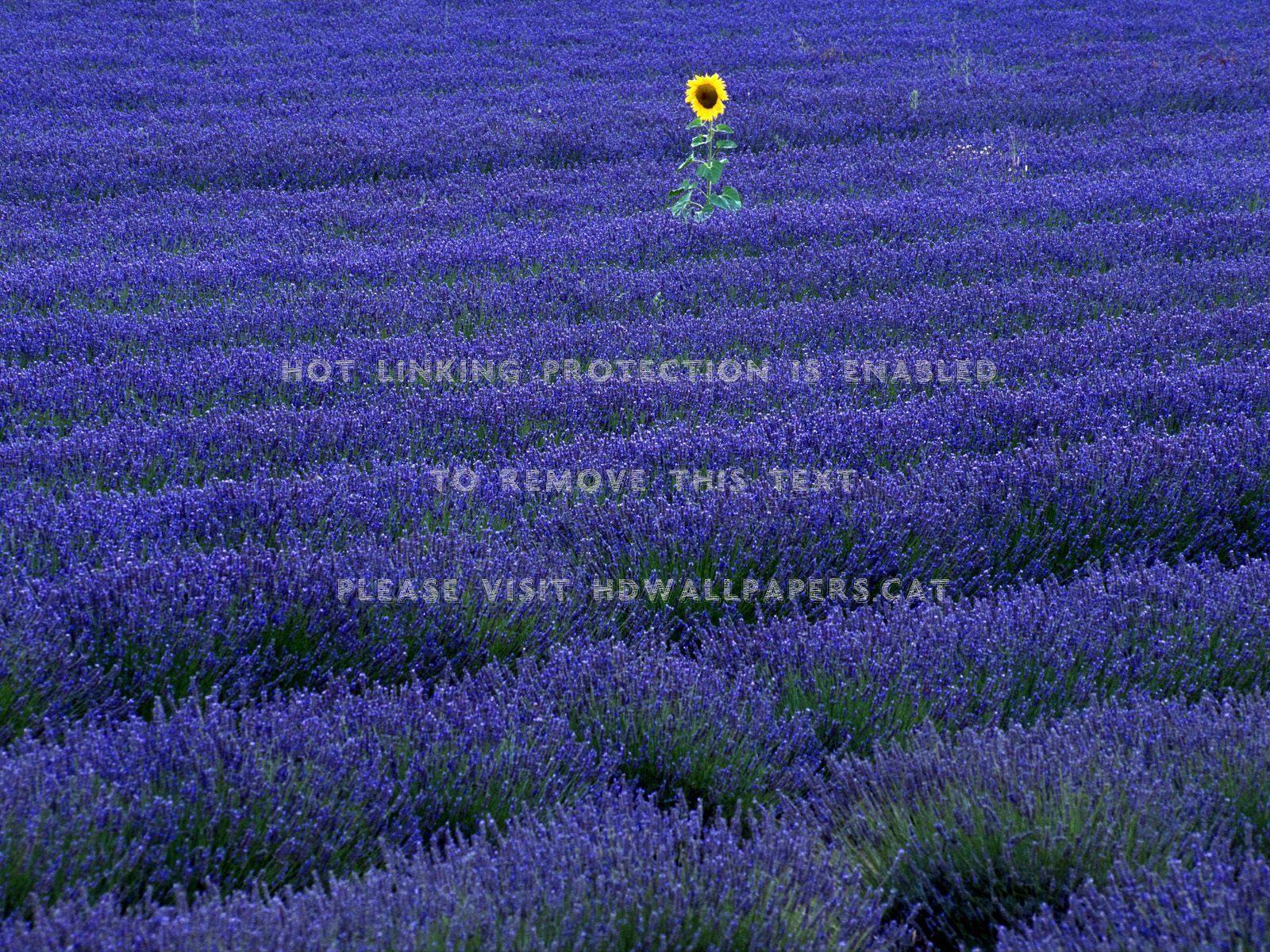 1600x1200 desktop standing alone sunflower nature