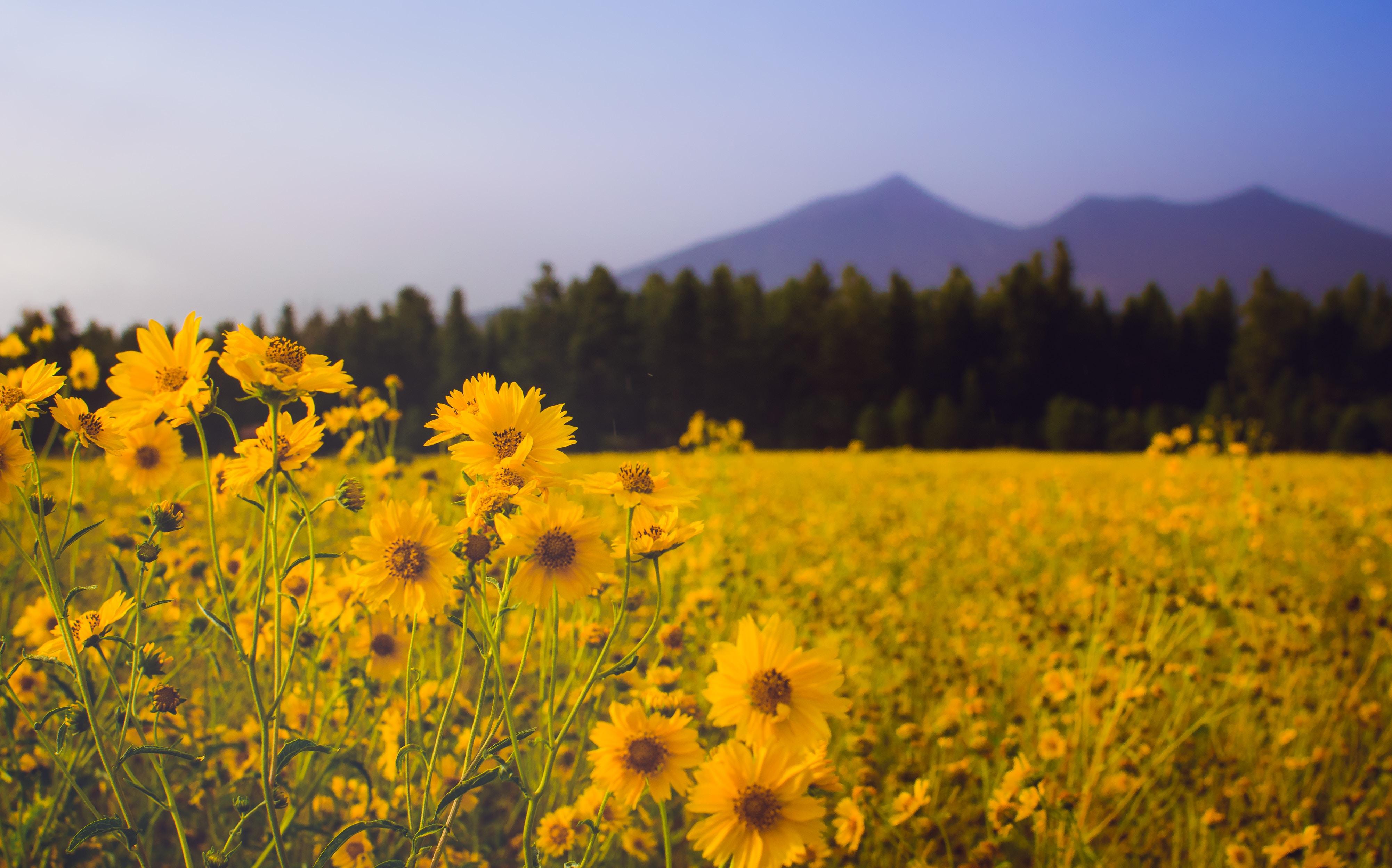 4004x2497 sunflower field HD wallpaper, Background