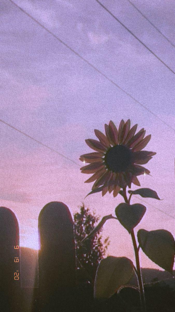 675x1200 Aesthetic sunflower at sunrise em 2021. Papeis de parede