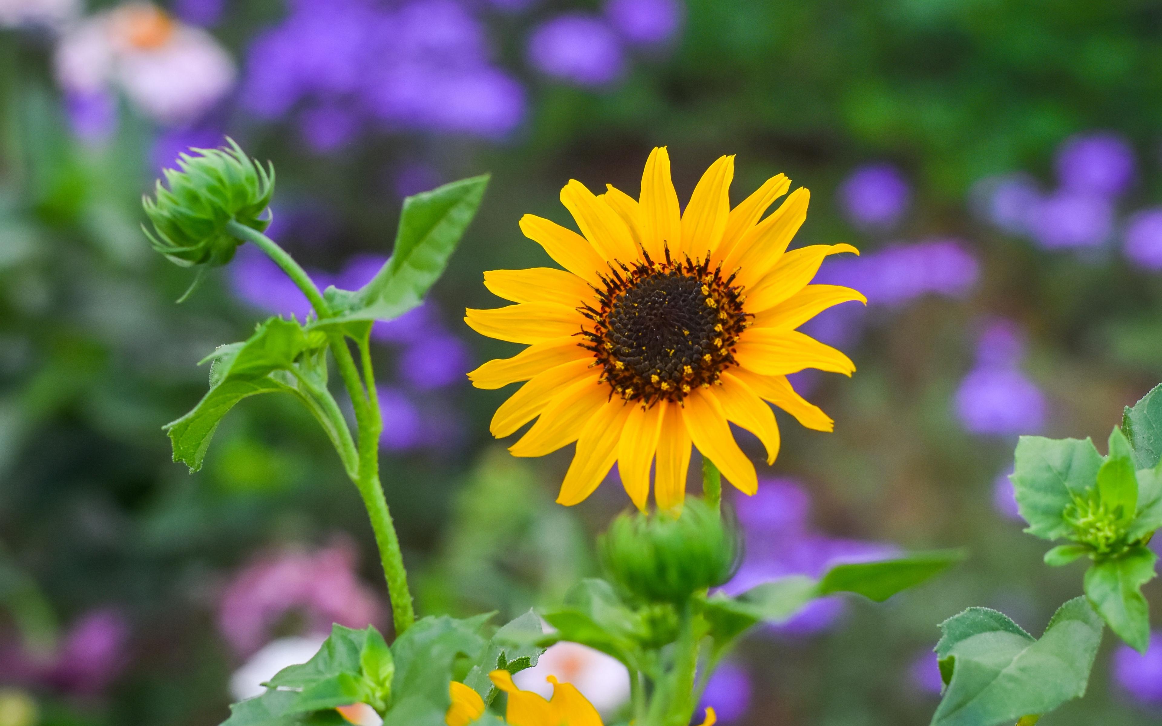 3840x2400 Sunflower Wallpaper
