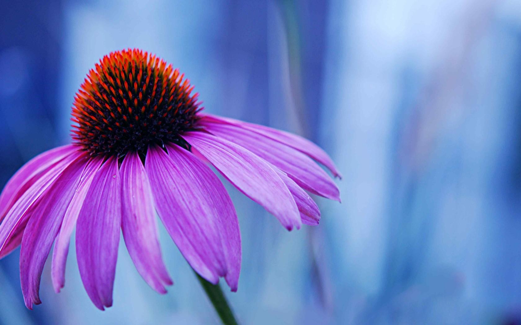 1680x1050 Sunflowers wallpaperx1200