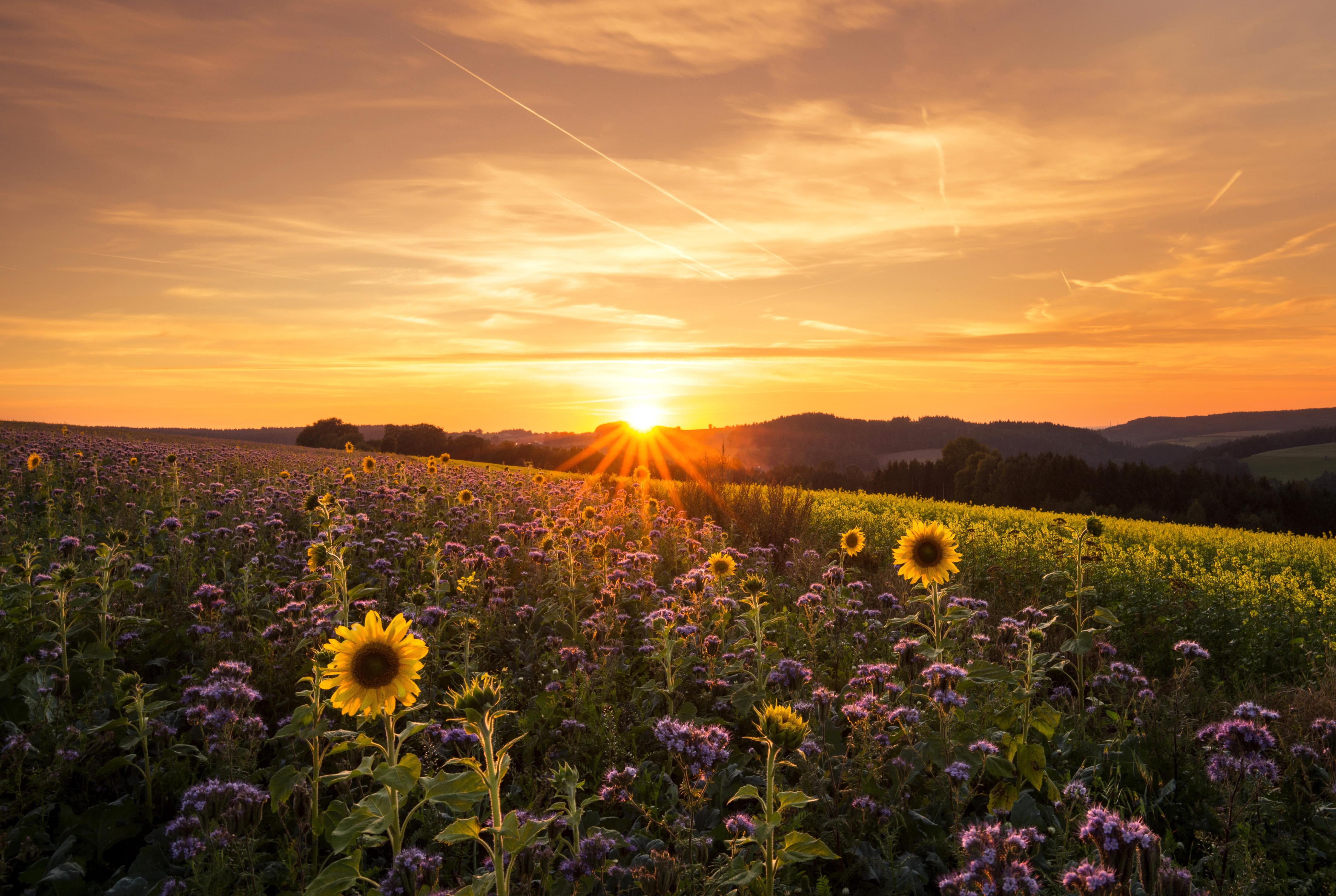 4878x3271 Sunrise Nature Landscape Sunbeam Sky Flower Field Sunflower Yellow Flower Purple Flower Wallpaper:4878x3271