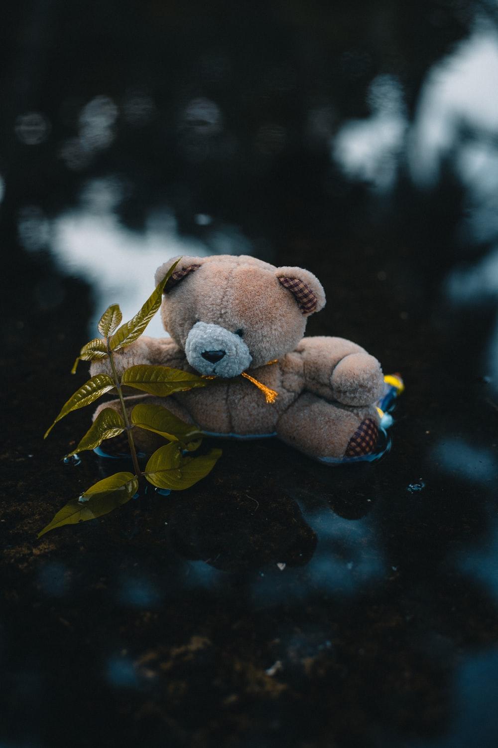 1000x1500 Best Teddy Bear Picture [HD]. Download Free Image