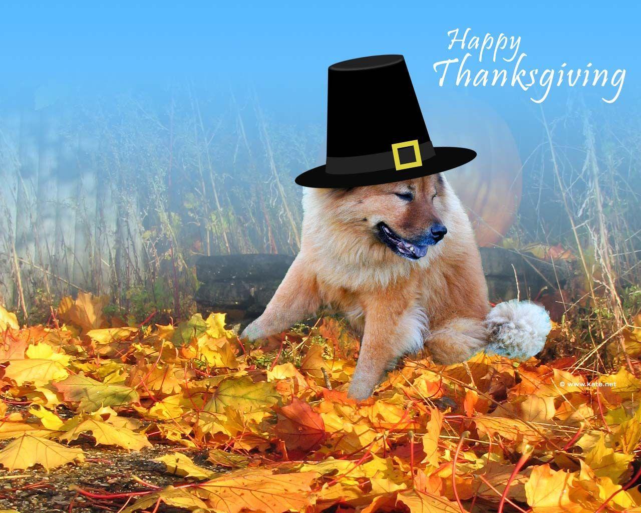 1280x1024 Animals Thanksgiving Wallpaper