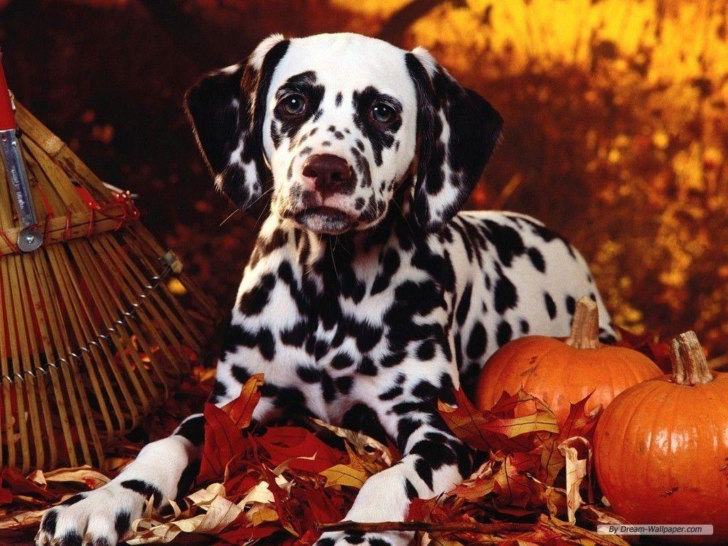 1024x768 Thanksgiving Dogs Wallpaper