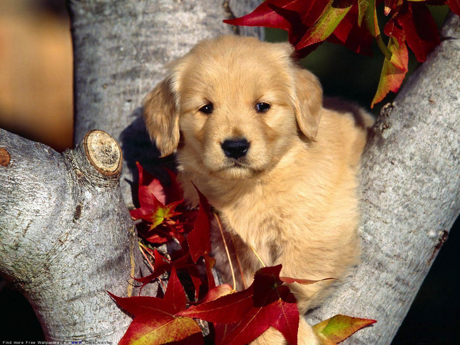 1600x1200 Cute Puppy Cute Beautiful Pets