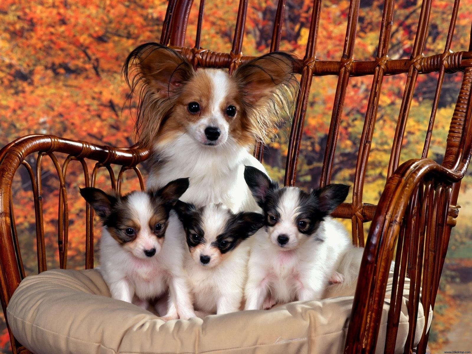 1600x1200 Animals Thanksgiving Wallpaper