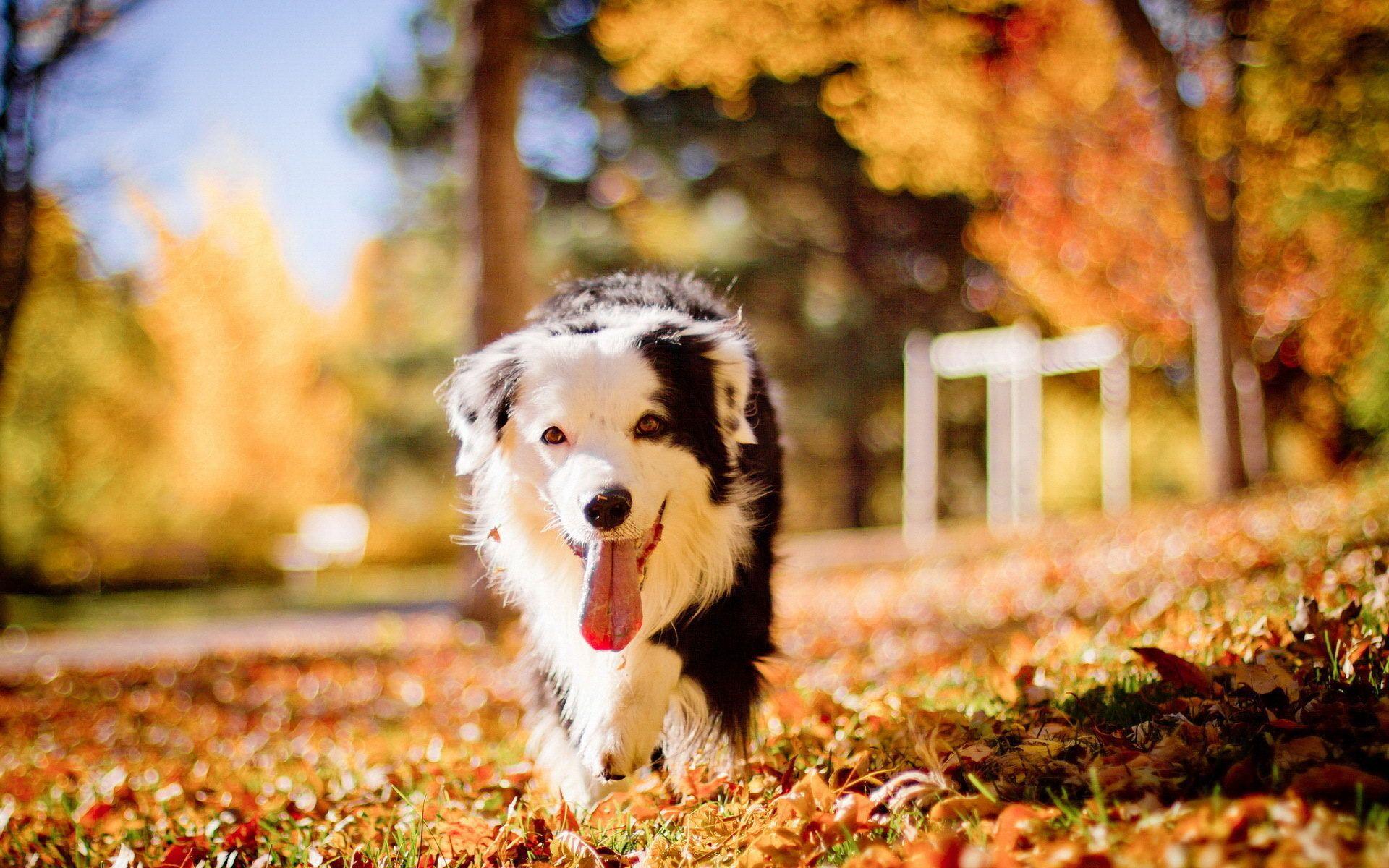 1920x1200 Autumn Dog Wallpaper
