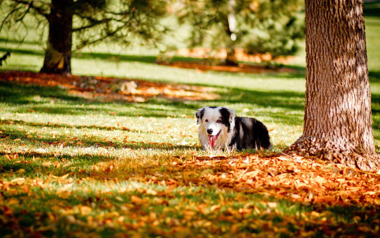 1280x800 Free download Autumn season wallpaper cute dog photography 8 Animal Wallpaper [1280x800] for your Desktop, Mobile & Tablet. Explore Free Fall Wallpaper with Dogs. Free Halloween Wallpaper, Free Thanksgiving
