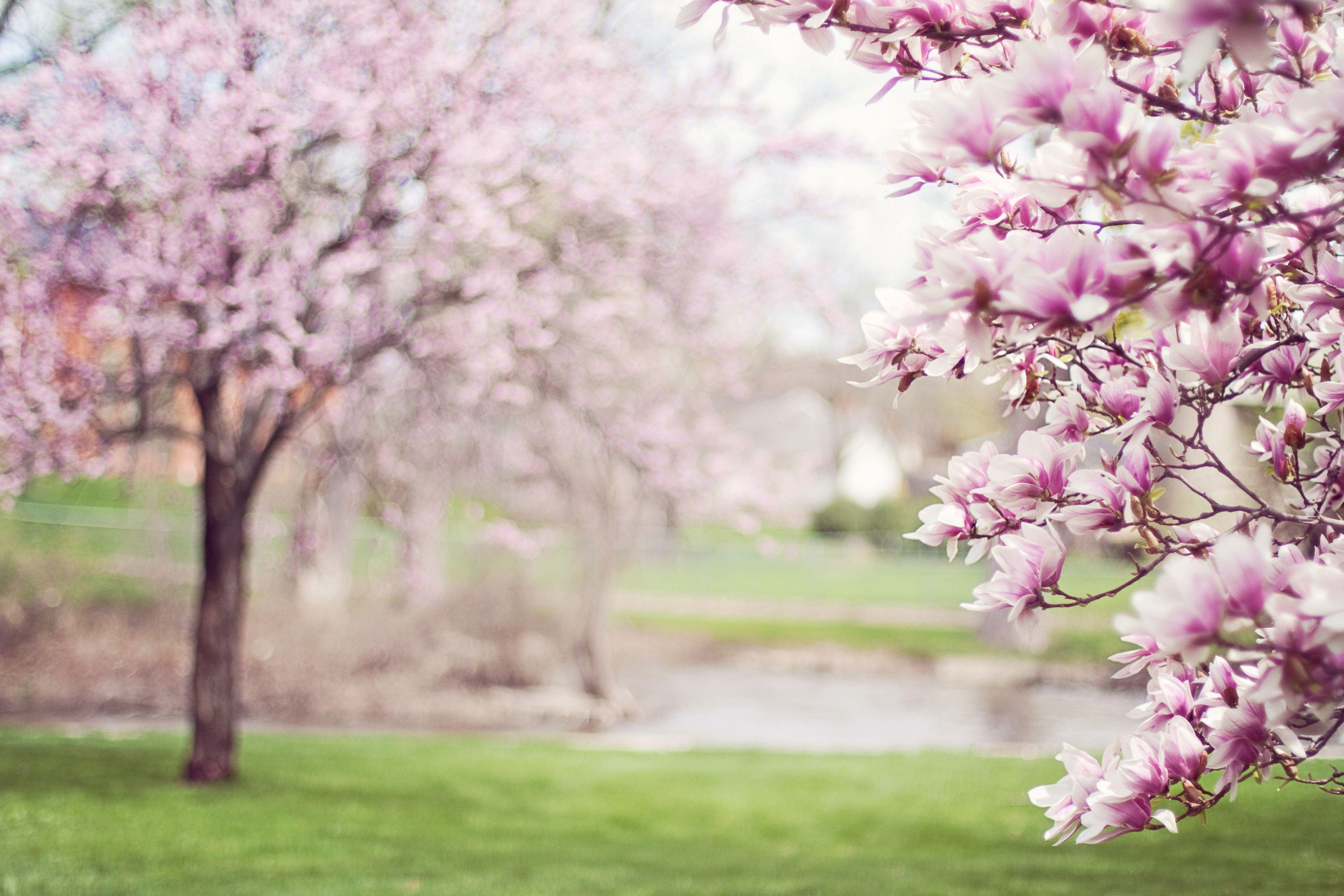 4272x2848 Cherry Blossom Tree 5k, HD Nature, 4k Wallpaper, Image