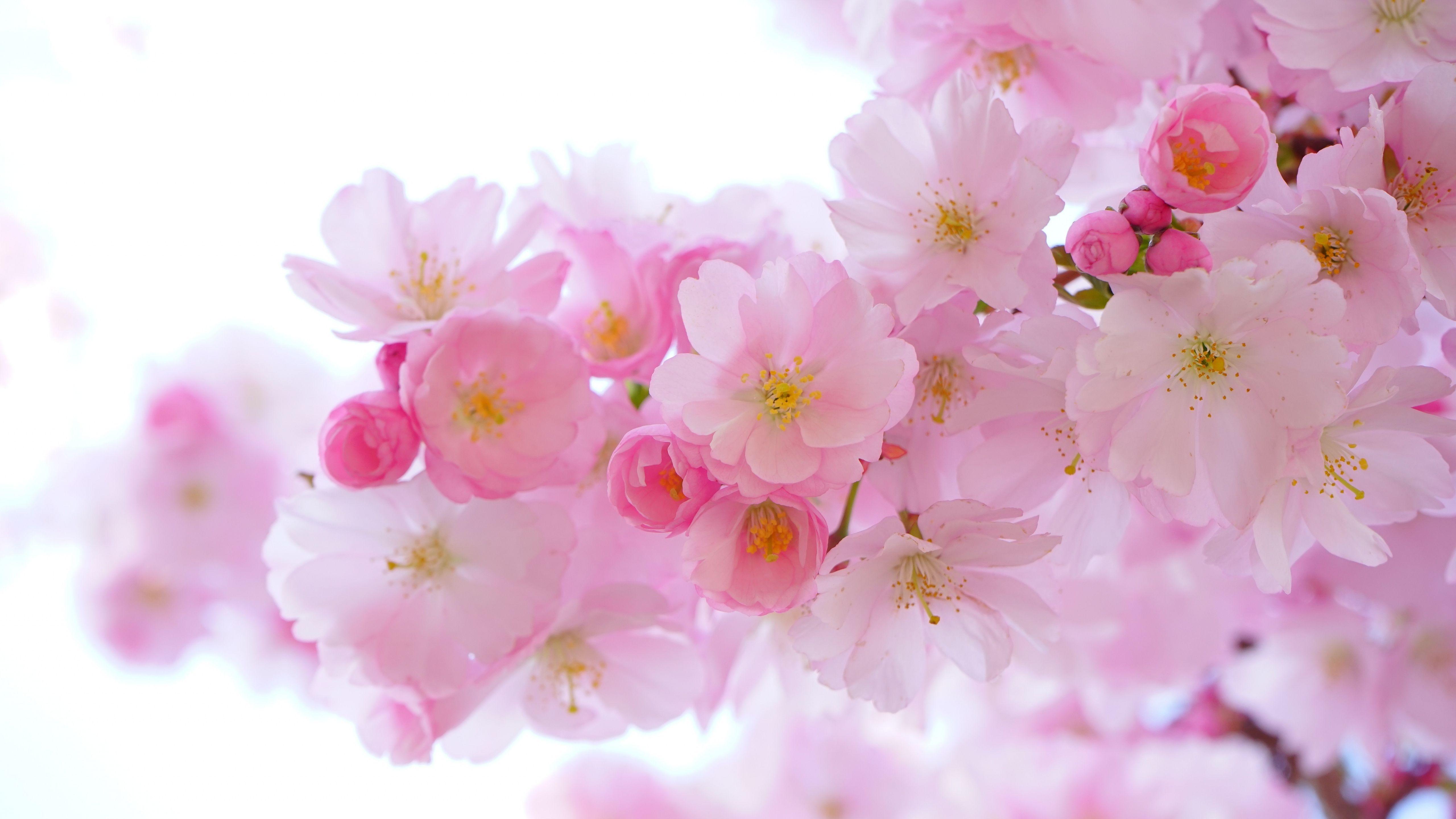 5120x2880 Download 5120x2880 wallpaper japanese cherry, blossom, flowers