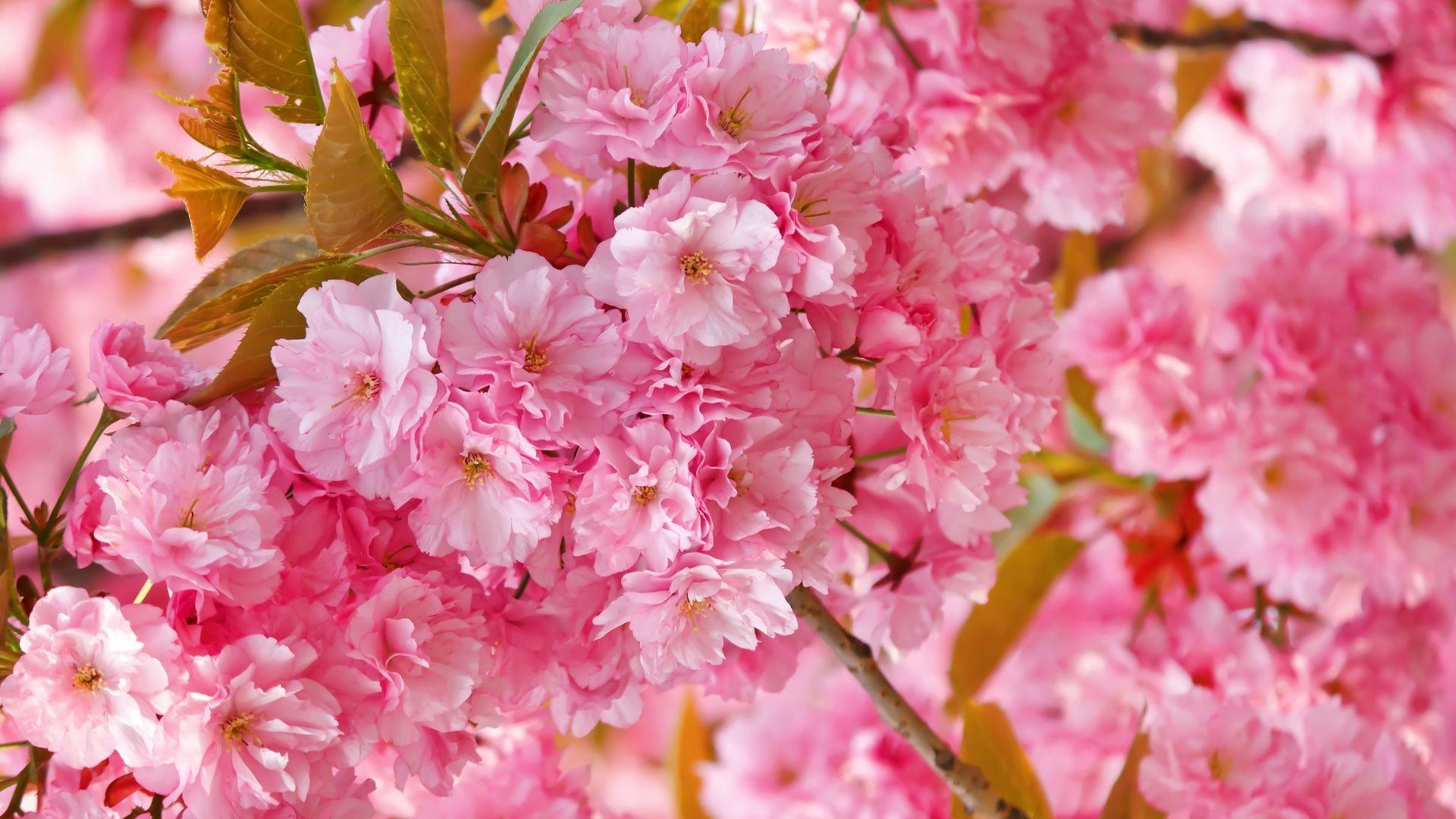 1920x1080 Wallpaper sakura, 4k, HD wallpaper, cherry blossom, pink, spring