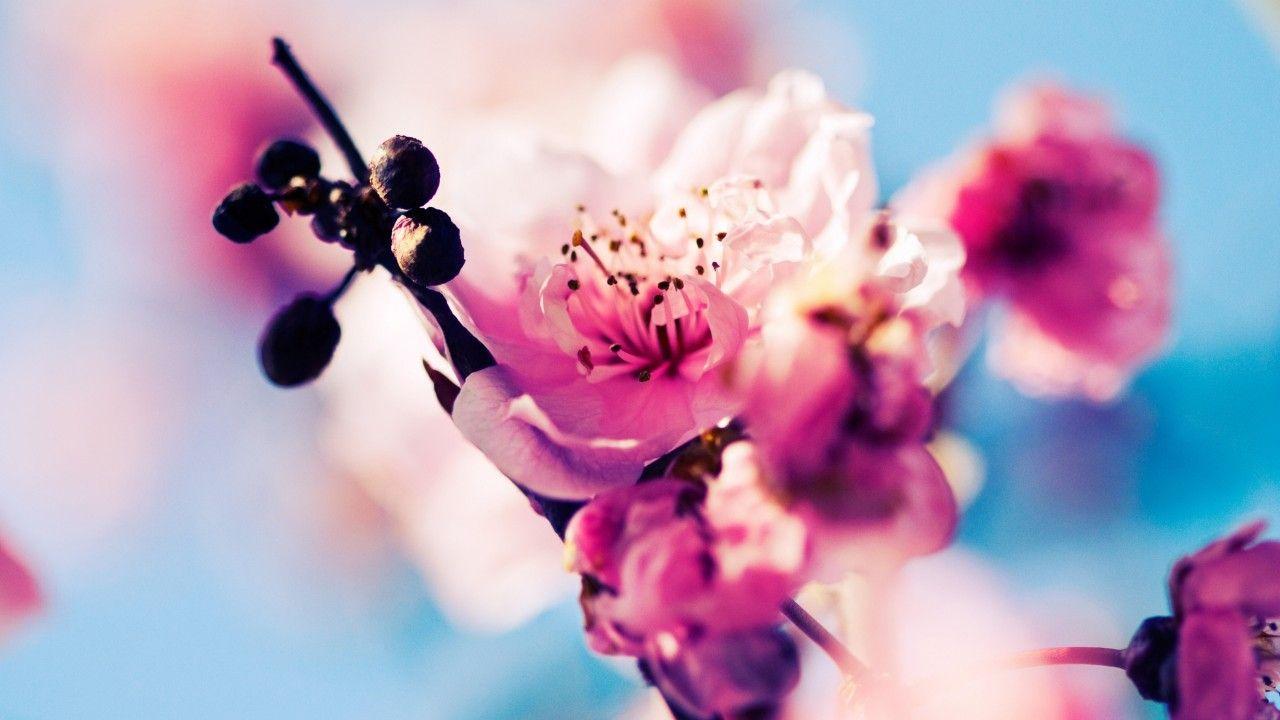 1280x720 Cherry, 4k, 5k wallpaper, blossom, branch, spring, pinkk