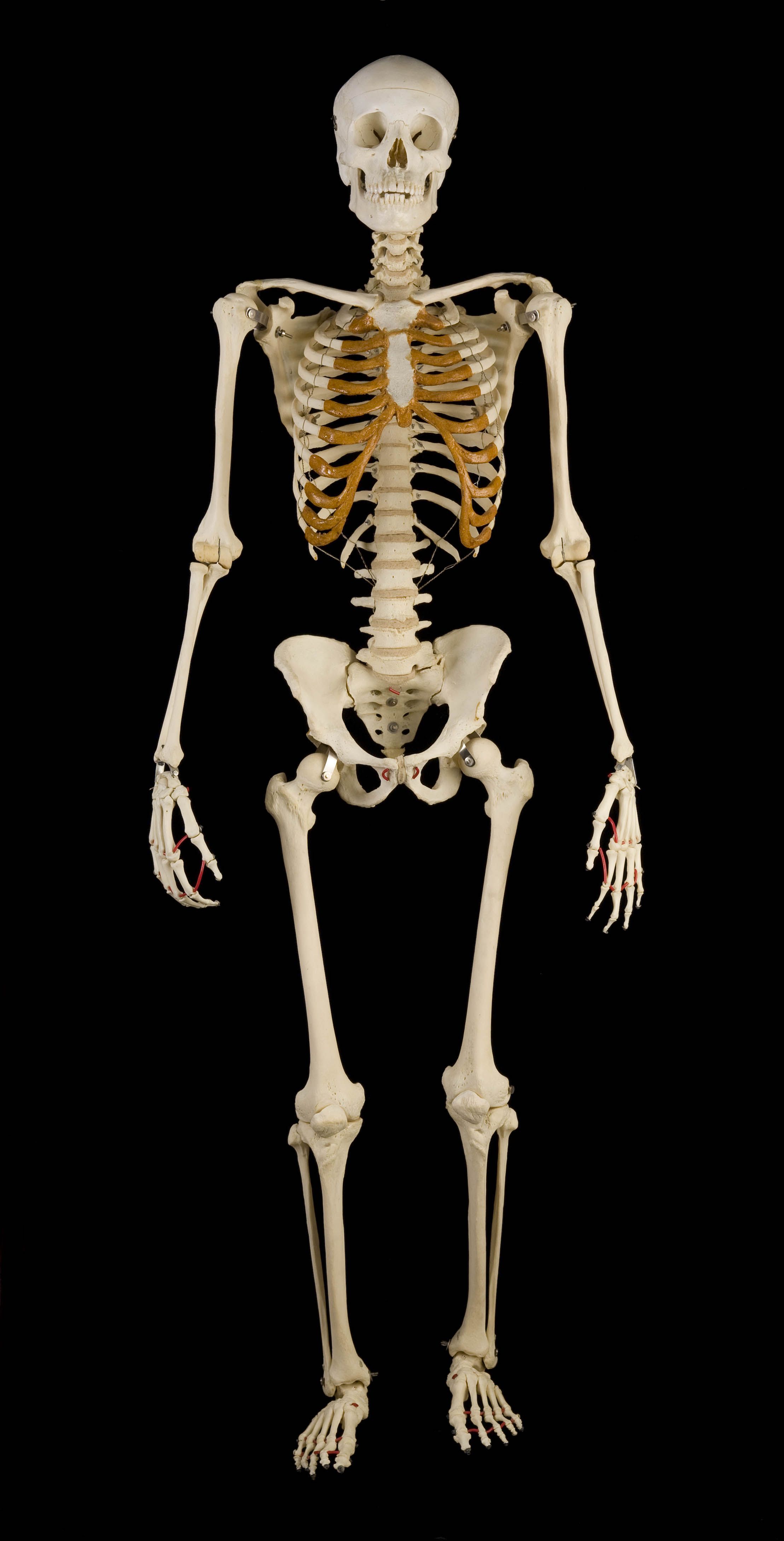 Human Skeleton Wallpaper Human Skeleton Wallpaper
