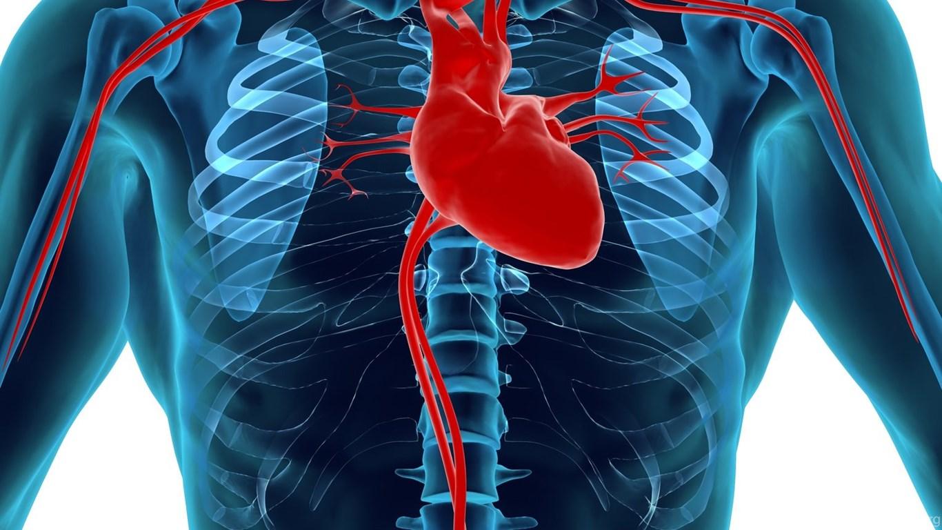 circulatory-system-wallpapers-top-free-circulatory-system-backgrounds