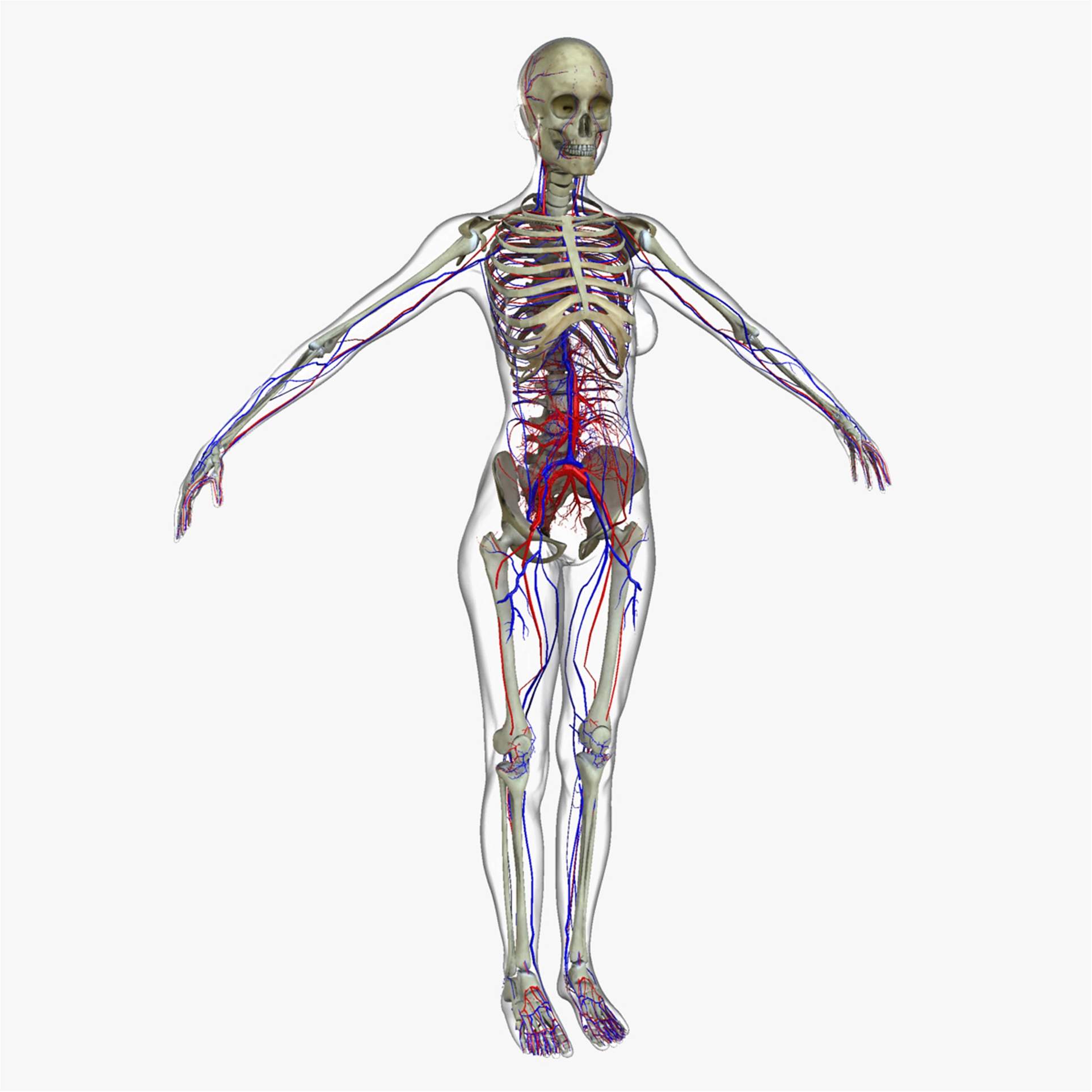 1925x1925 Female Circulatory System with Skeleton 3D Model