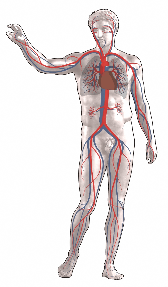 circulatory-system-wallpapers-top-free-circulatory-system-backgrounds