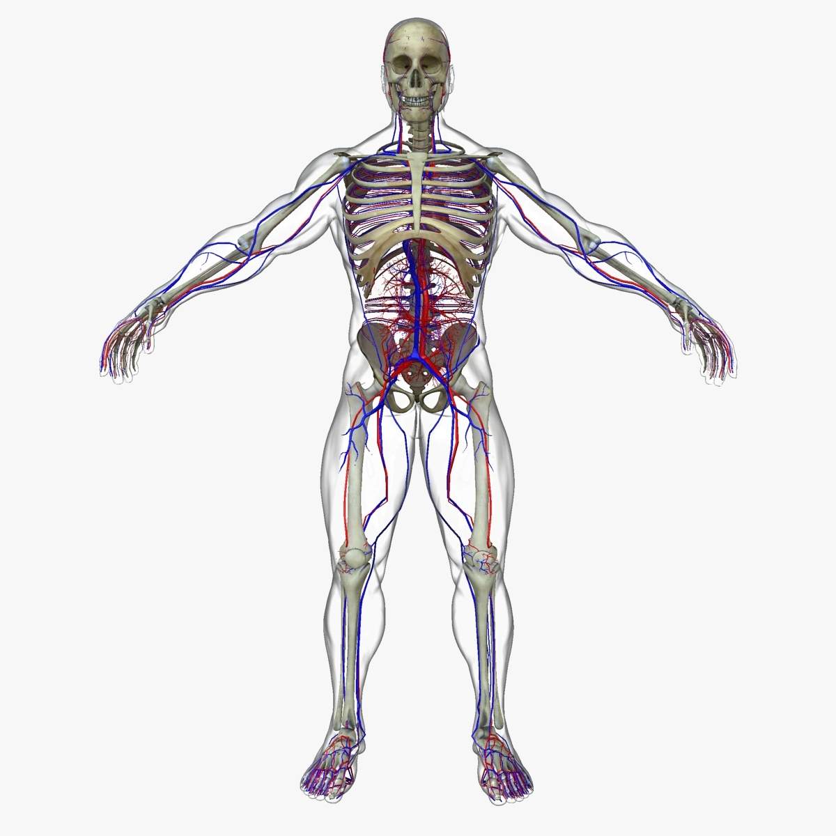 1200x1200 Male Circulatory System with Skeleton 3D Model