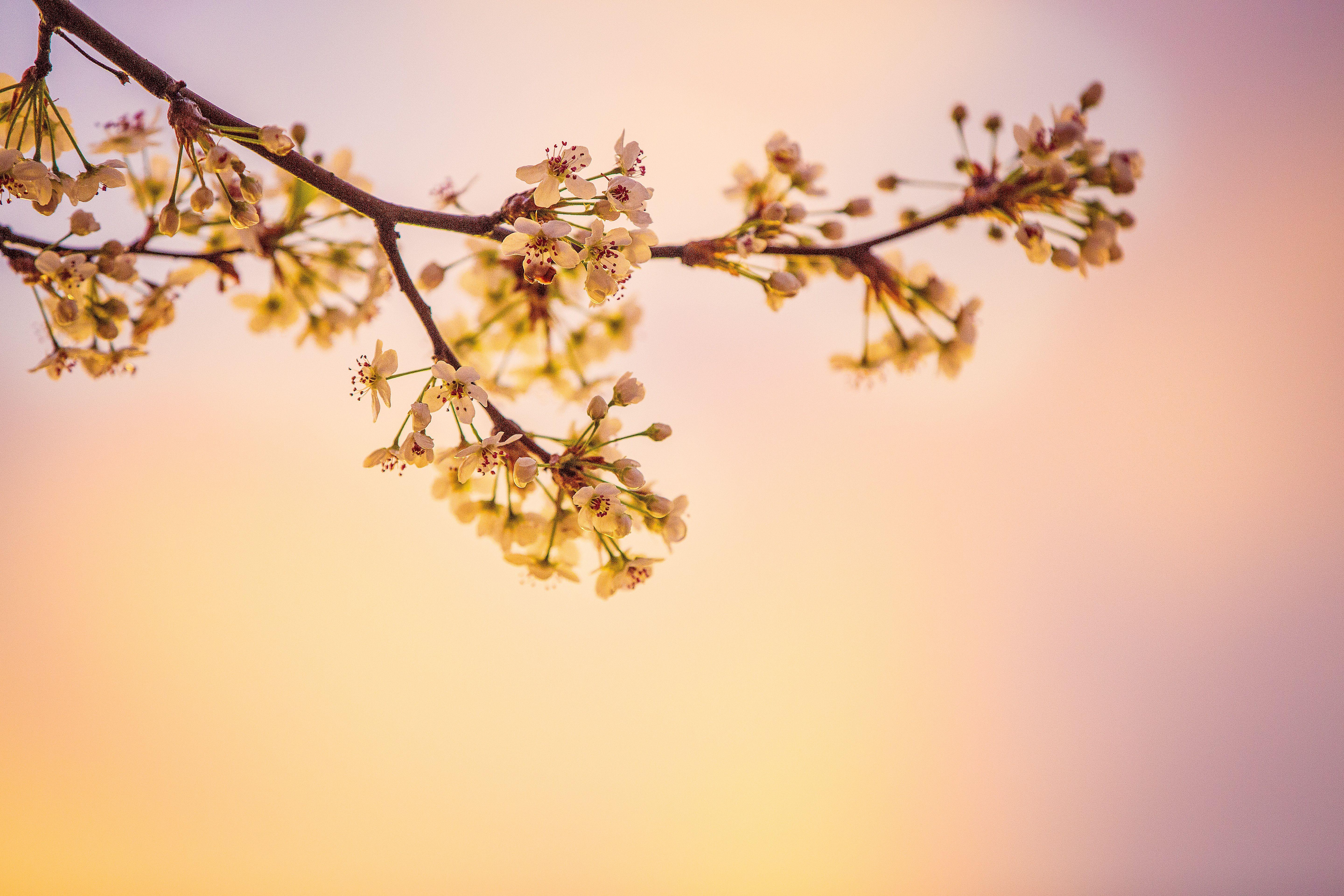 5760x3840 White Cherry Blossoms 5k, HD Nature, 4k Wallpaper, Image