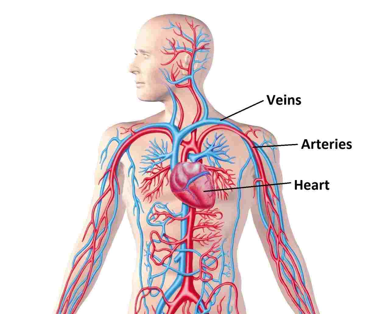 Circulatory System Wallpapers Top Free Circulatory System Backgrounds 