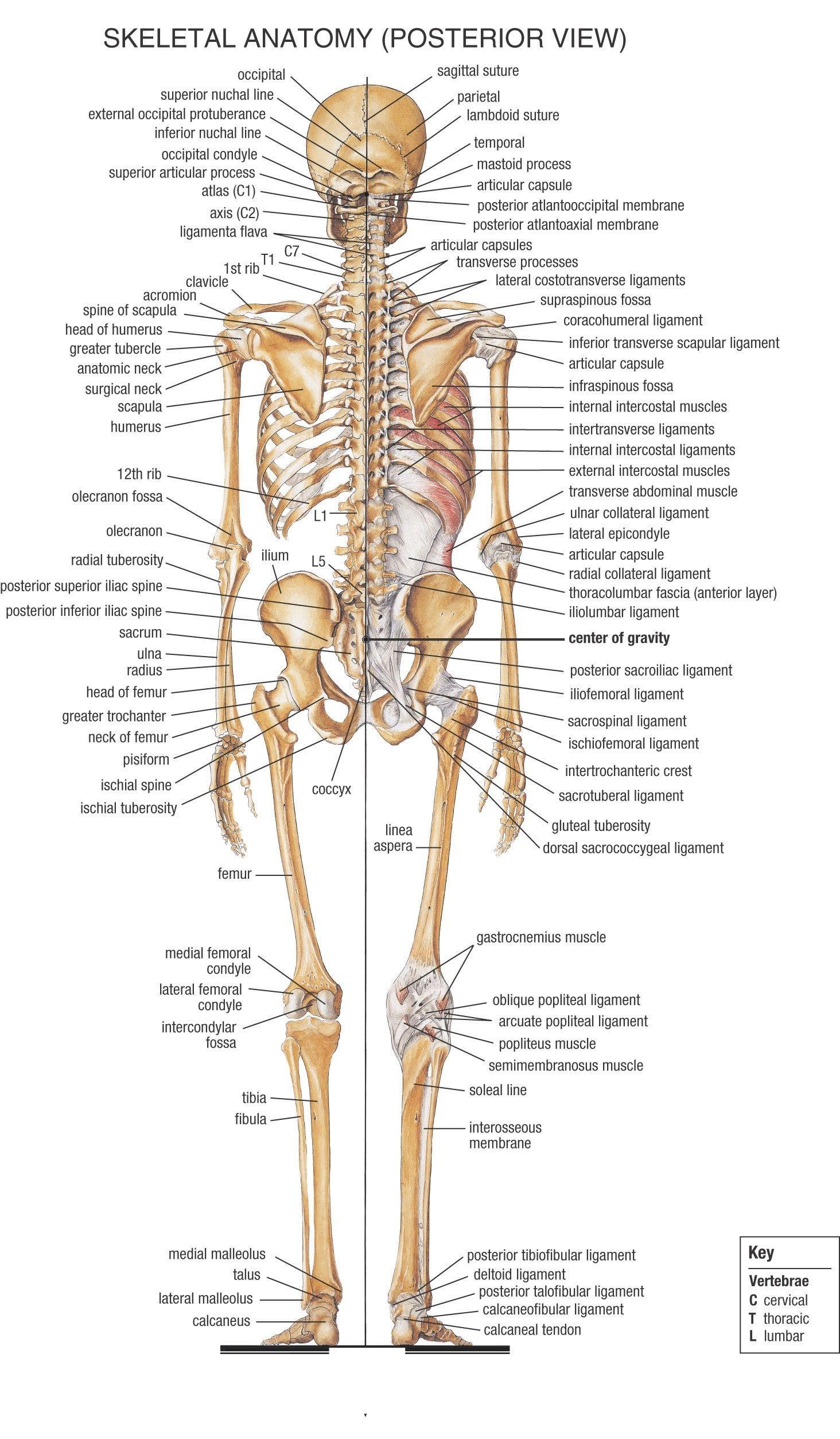 1464x2507 Human Skeleton Wallpaper