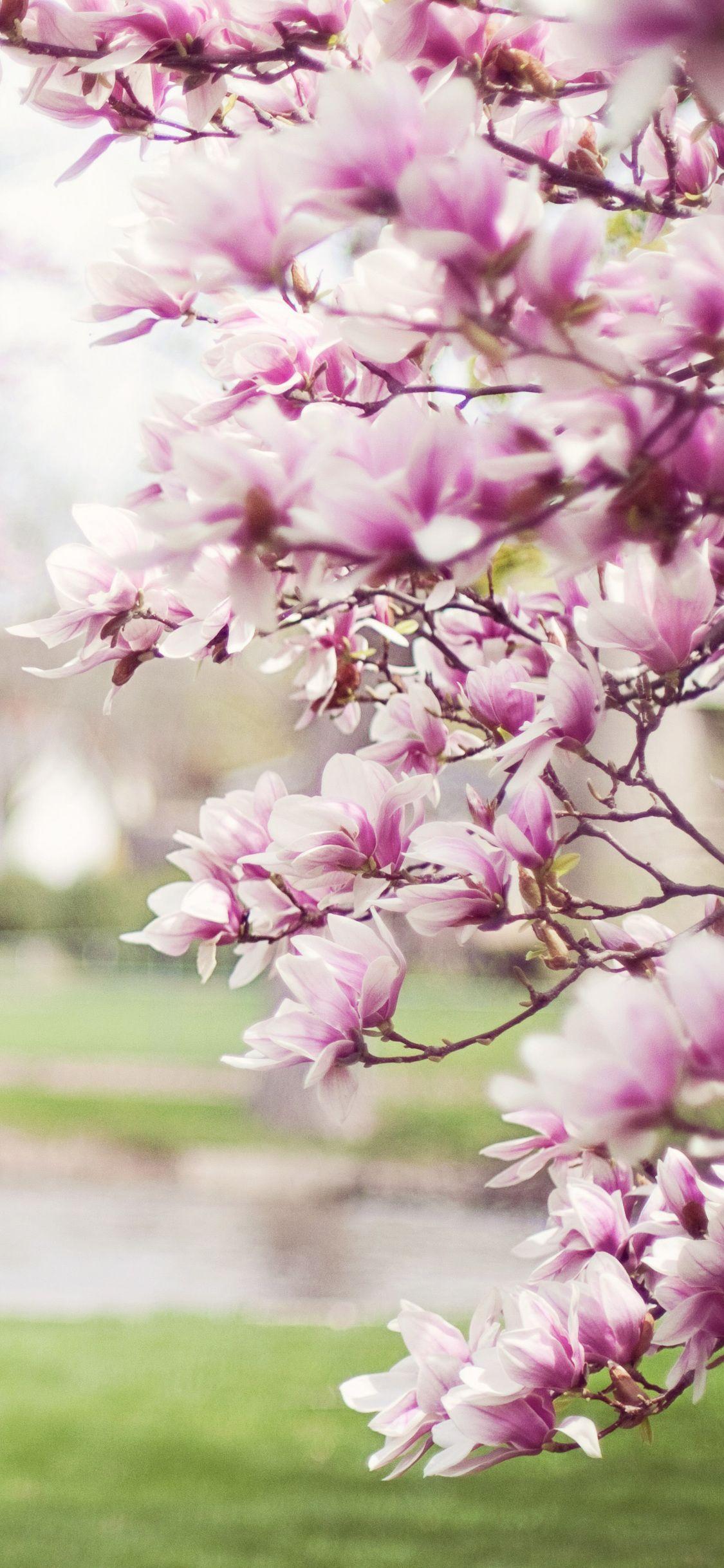 Cherry Blossom 5K Wallpapers - Top Free Cherry Blossom 5K Backgrounds