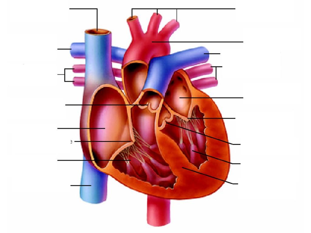 1024x768 Free Human Heart Image, Download Free Human Heart Image png image, Free ClipArts on Clipart Library
