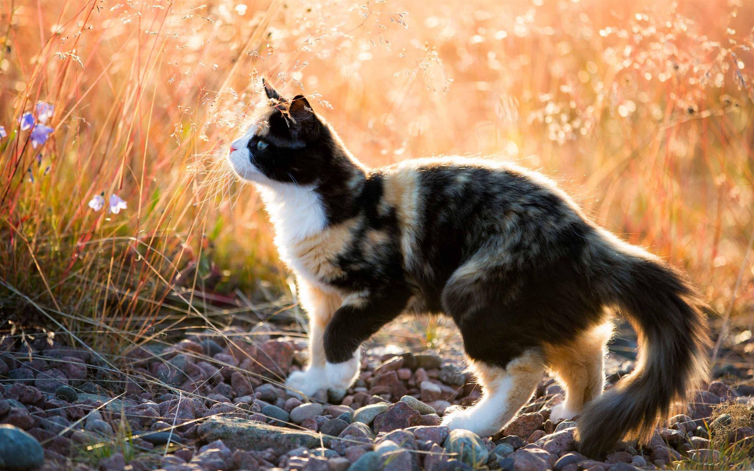 2560x1600 Best Kitten Mac Wallpaper Free HD Download