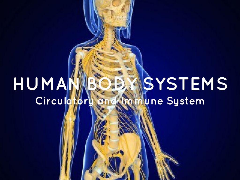 1024x768 The Circulatory sysytem