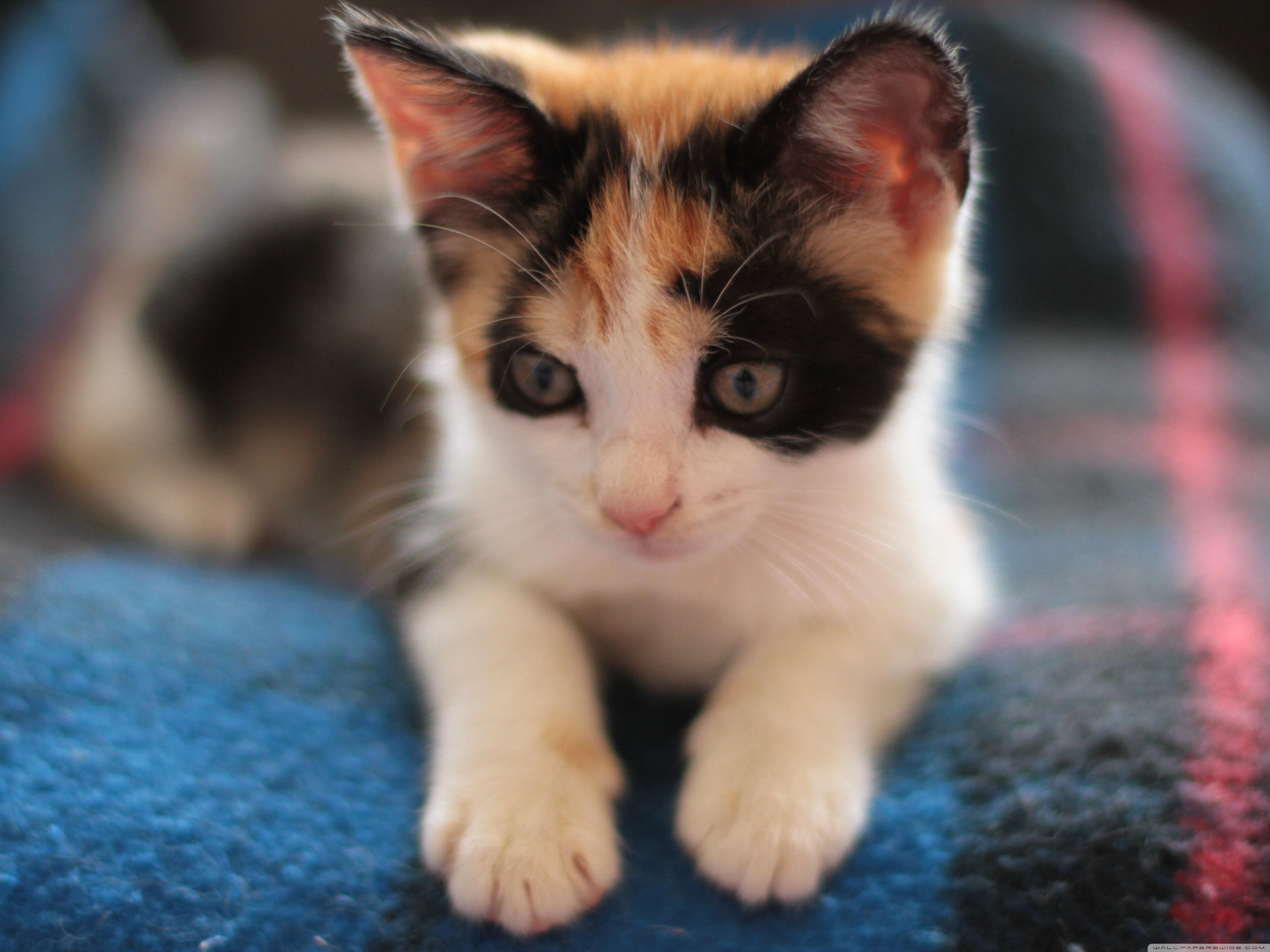 4096x3072 Calico Kitten Ultra HD Desktop Background Wallpaper for 4K UHD TV : Widescreen & UltraWide Desktop & Laptop : Tablet