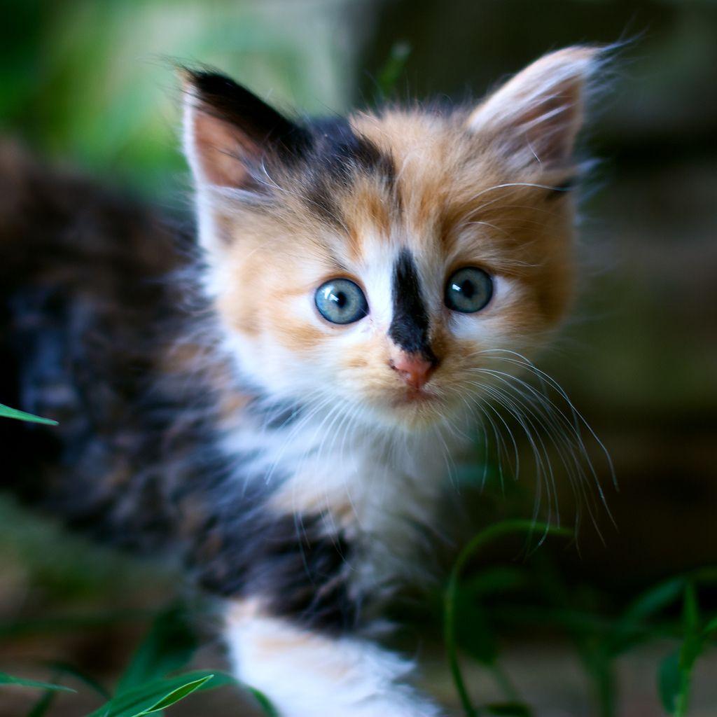 1024x1024 Cute Calico Kitten Wallpaper