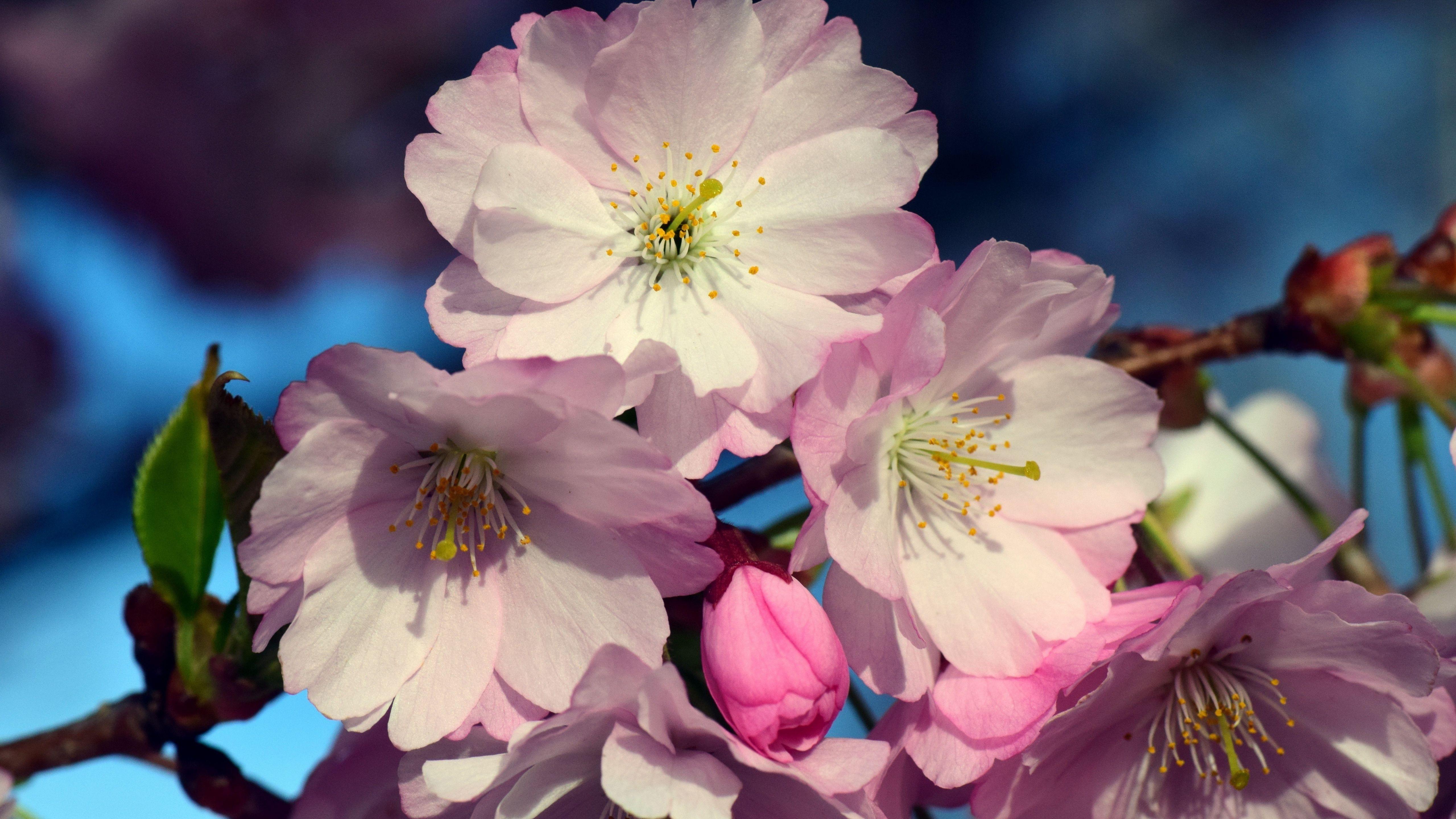 Cherry Blossom 5K Wallpapers Top Free Cherry Blossom 5K Backgrounds