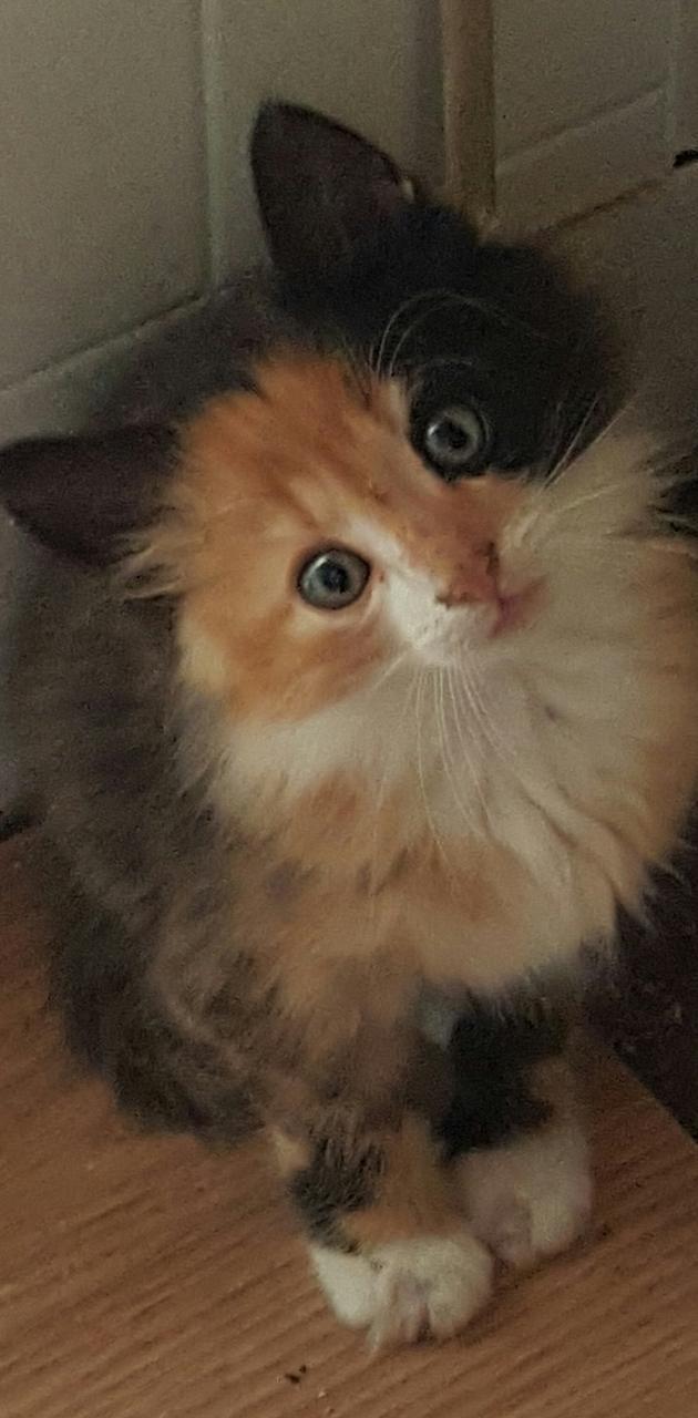 630x1280 Calico kitten wallpaper