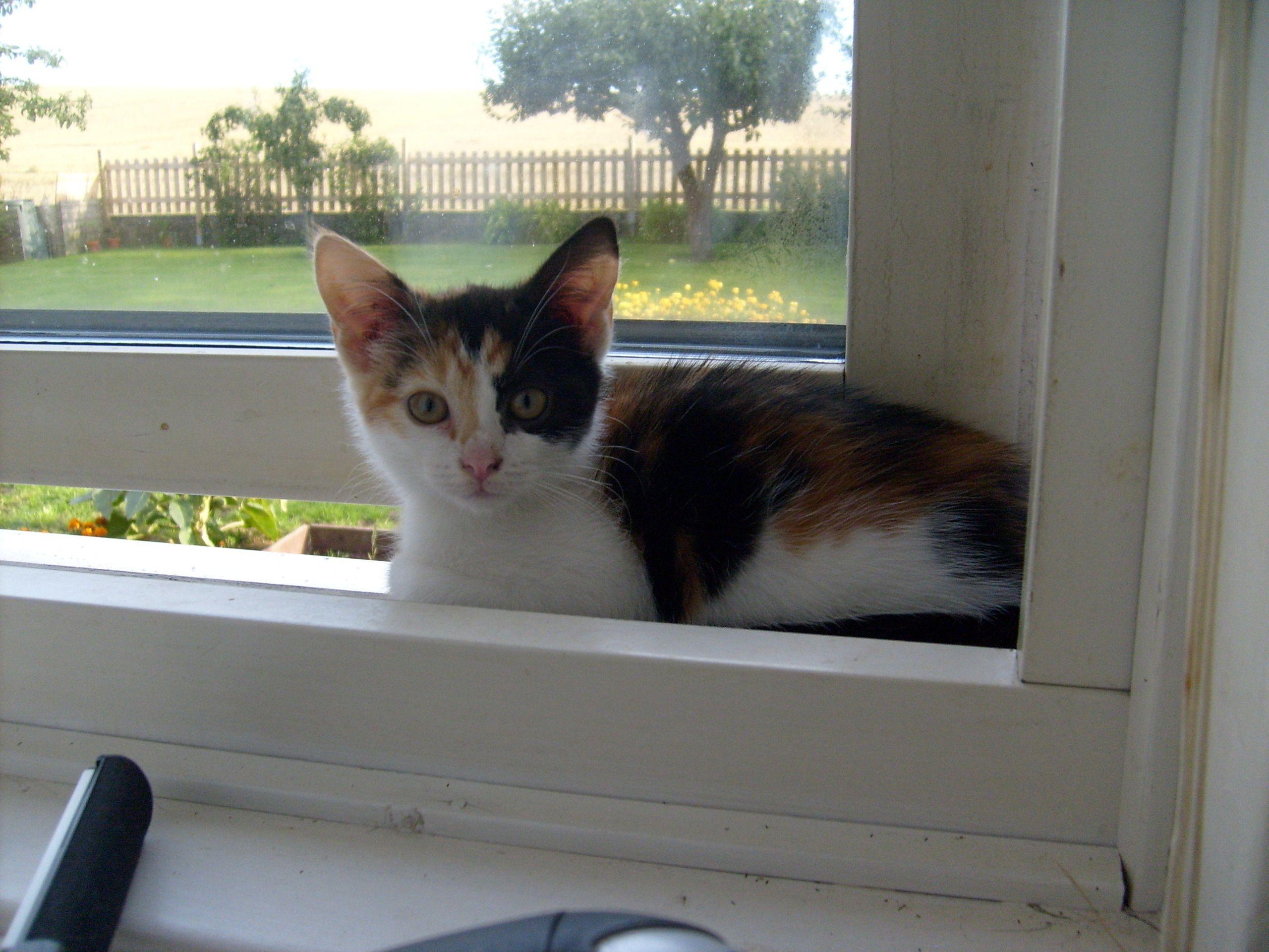 2560x1920 Cats Wallpaper: Calico Kitten. Calico kitten, Cats, Calico cat
