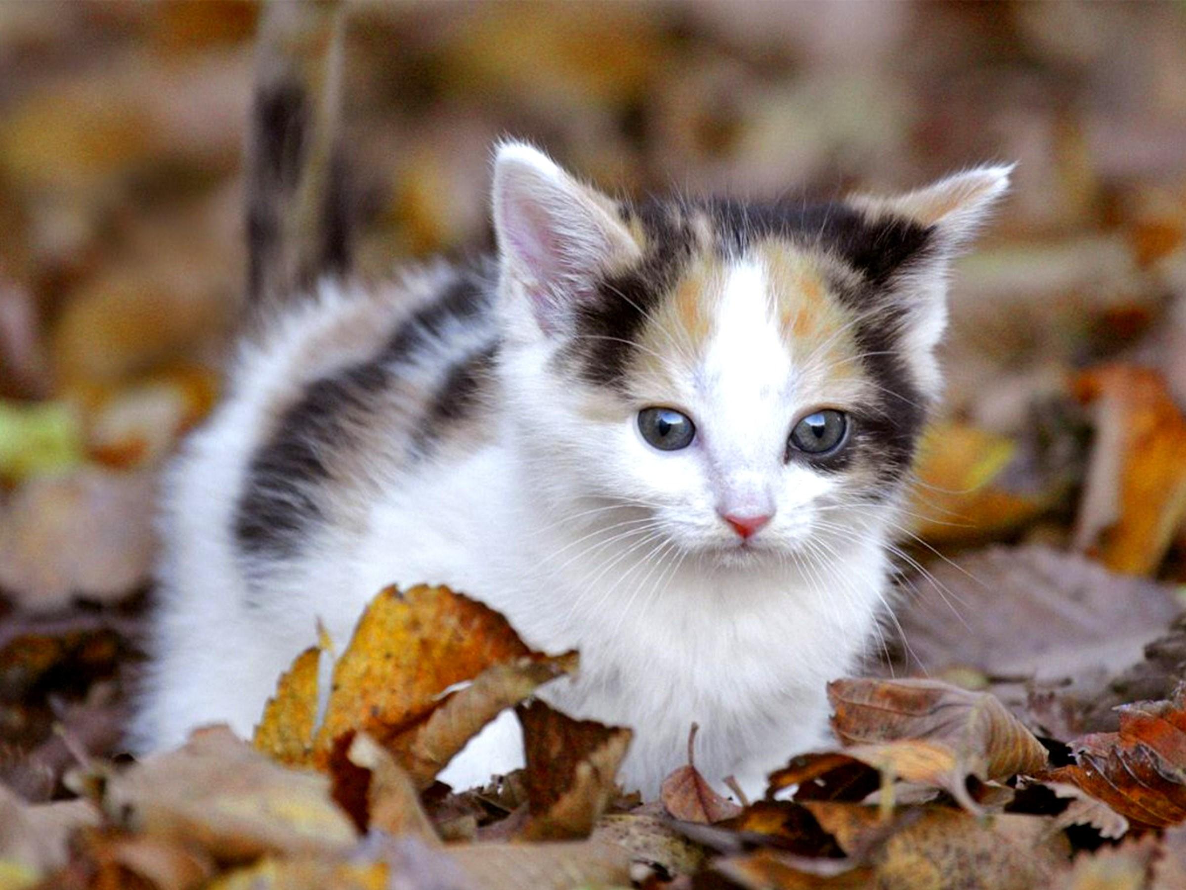 2400x1800 Black White Calico Kitten HD Wallpaper