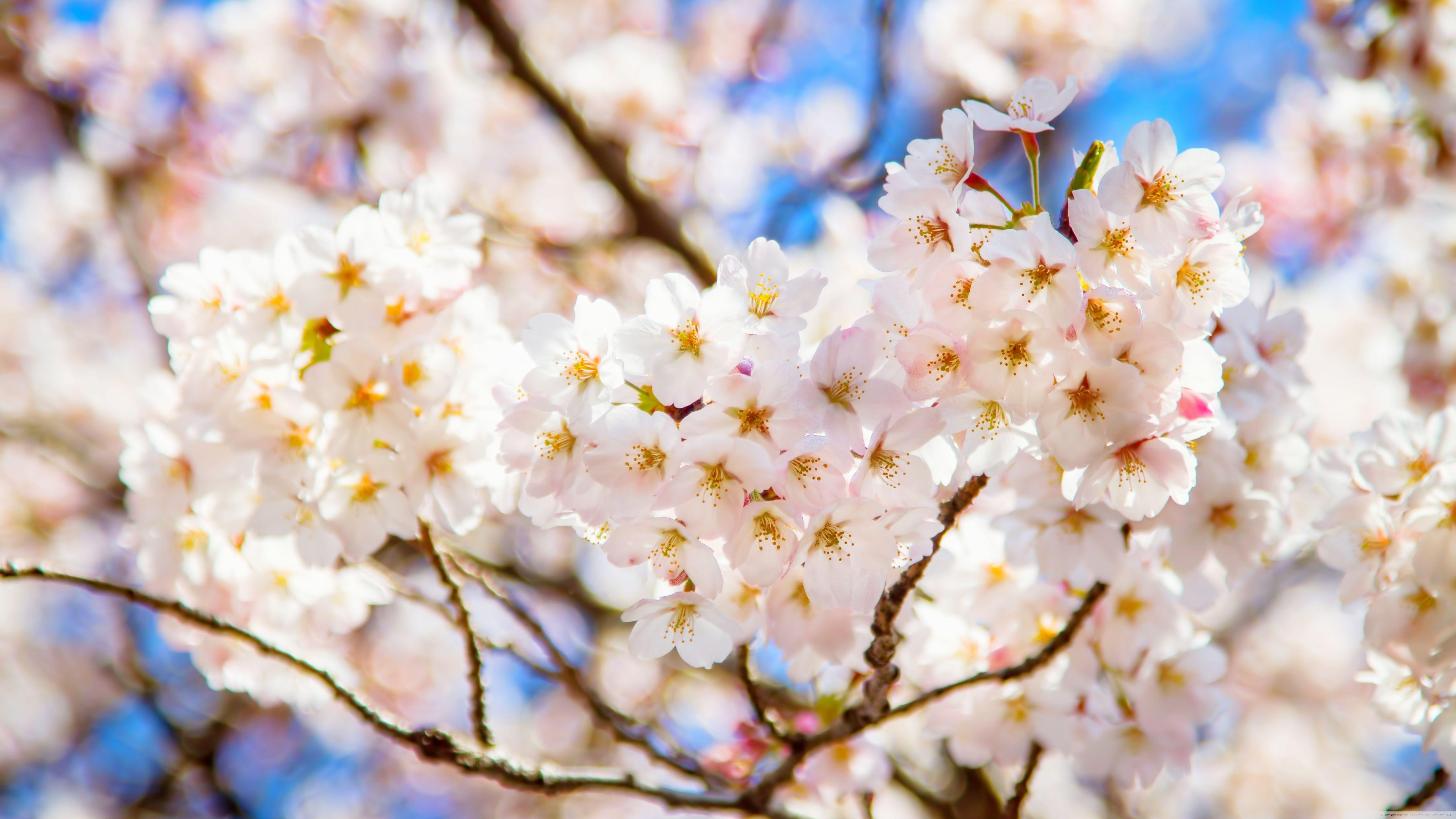 Cherry Blossom 5K Wallpapers - Top Free Cherry Blossom 5K Backgrounds