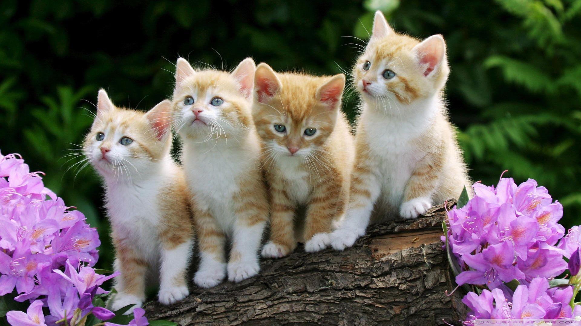 1920x1080 Free download 60 Cute Calico Fluffy Kitten Wallpaper Download [1920x1080] for your Desktop, Mobile & Tablet. Explore Kitten Picture Wallpaper. Cute Kitten Picture Wallpaper, Cat Picture for Wallpaper, Wallpaper Kittens