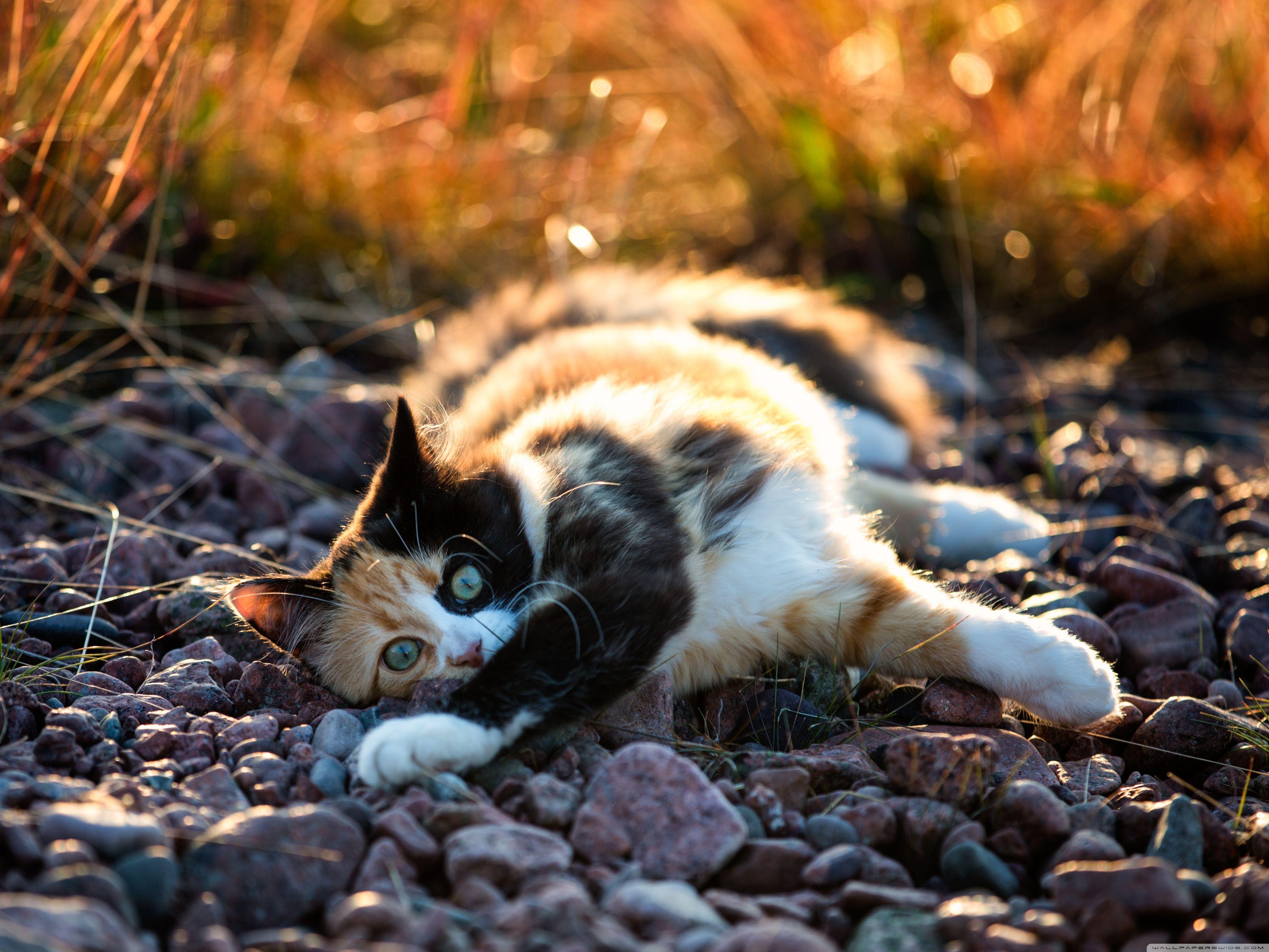 4096x3072 Calico Kitten Wallpaper