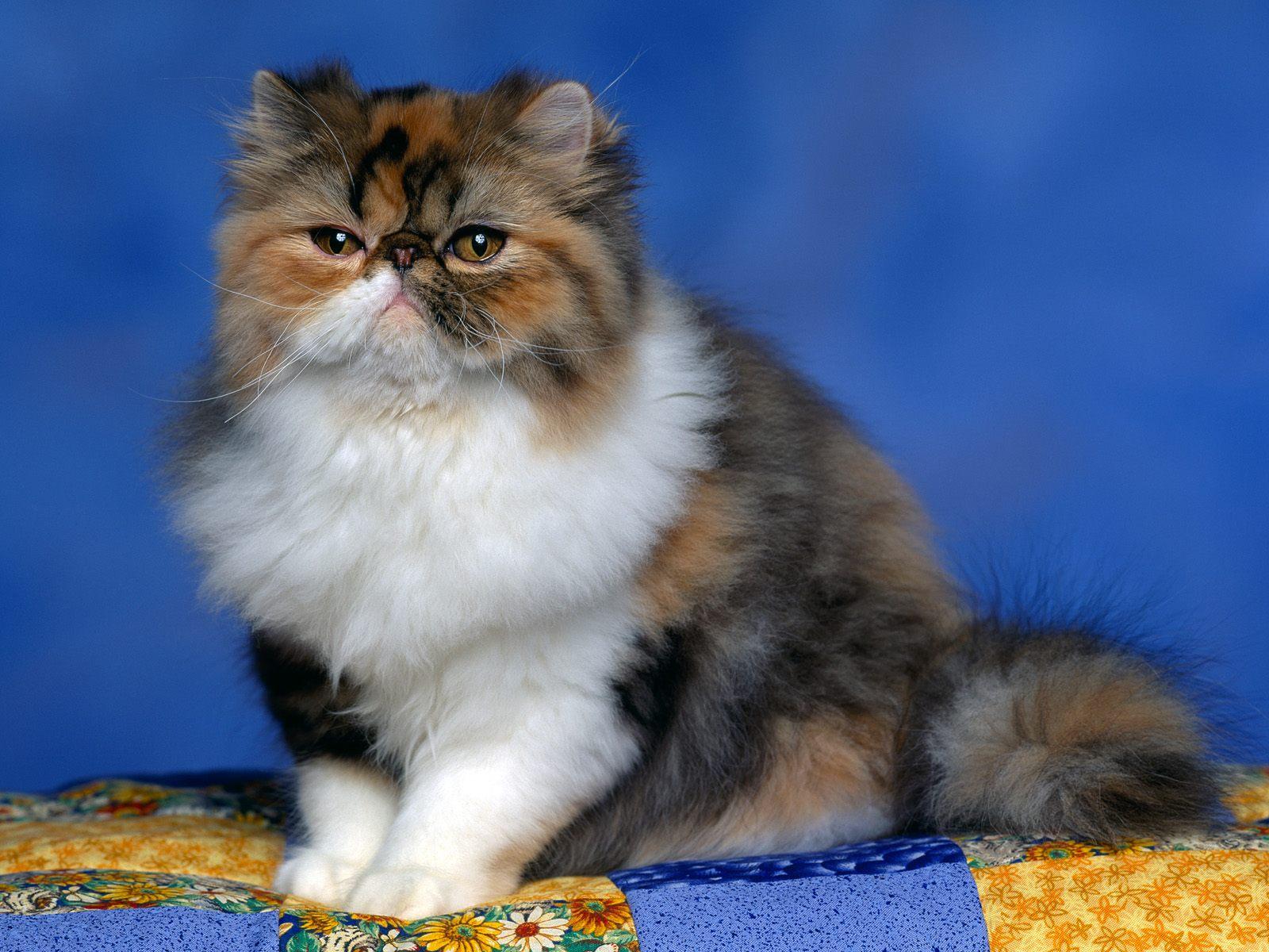 1600x1200 Wallpaper 4k Persian Calico Kitten Calico, Kitten, Leopard, Persian