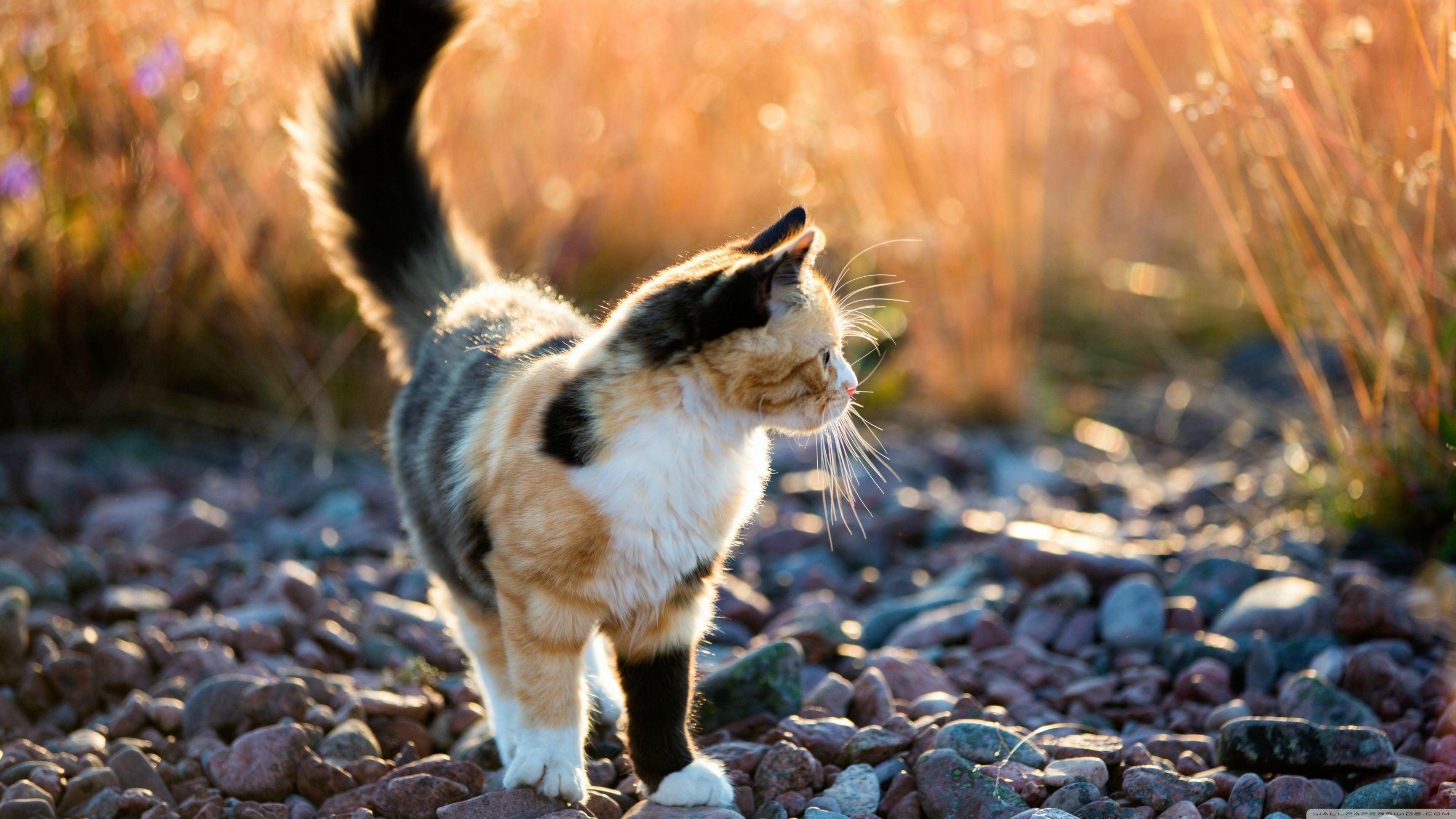 3456x1944 calico kitten: wallpaper