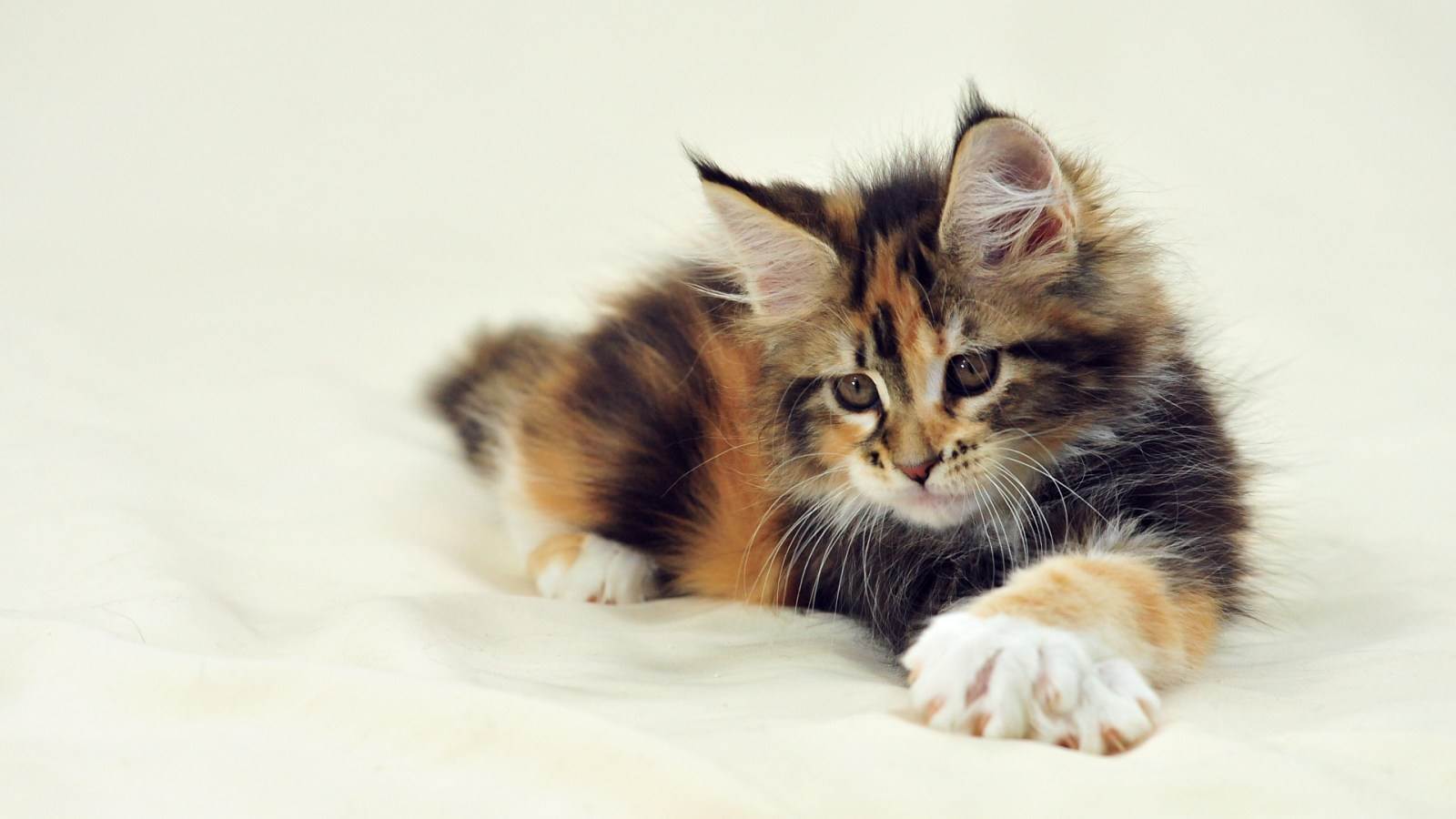 1600x900 Calico Cats Wallpaper