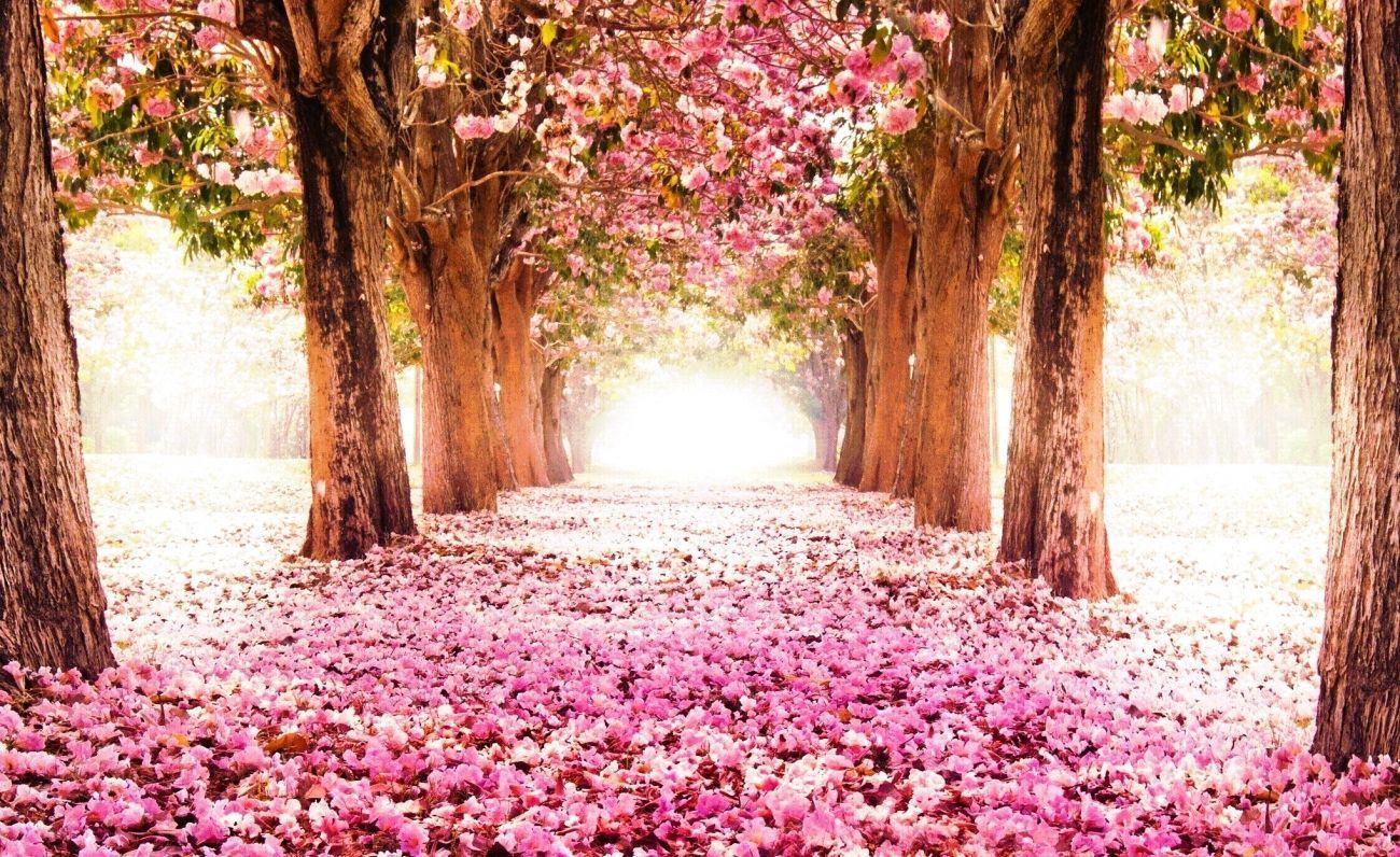 Cherry Blossom Ipad Wallpapers Top Free Cherry Blossom Ipad Backgrounds Wallpaperaccess