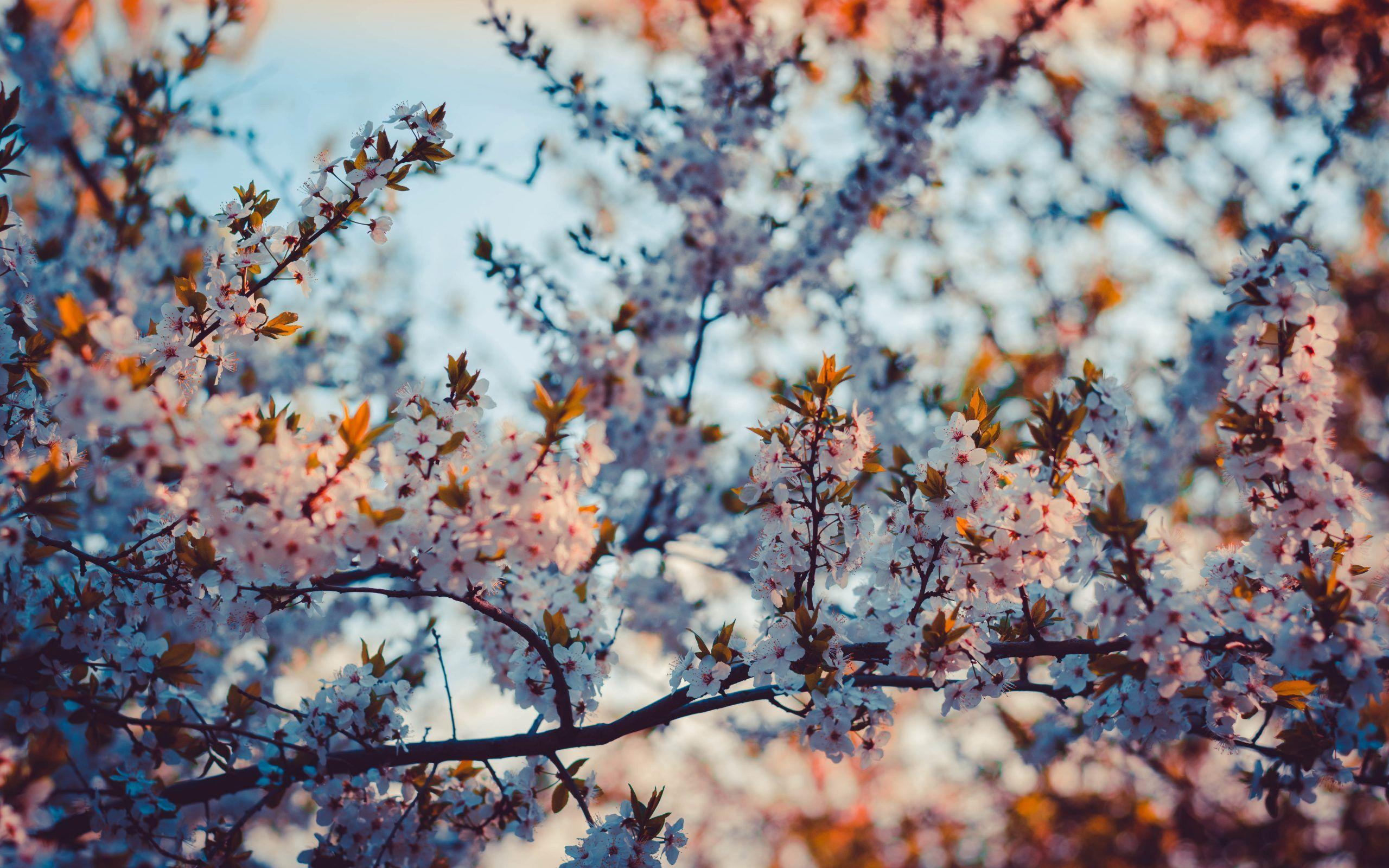 2560x1600 Beautiful Cherry Blossom Flowers 5K Wallpaper
