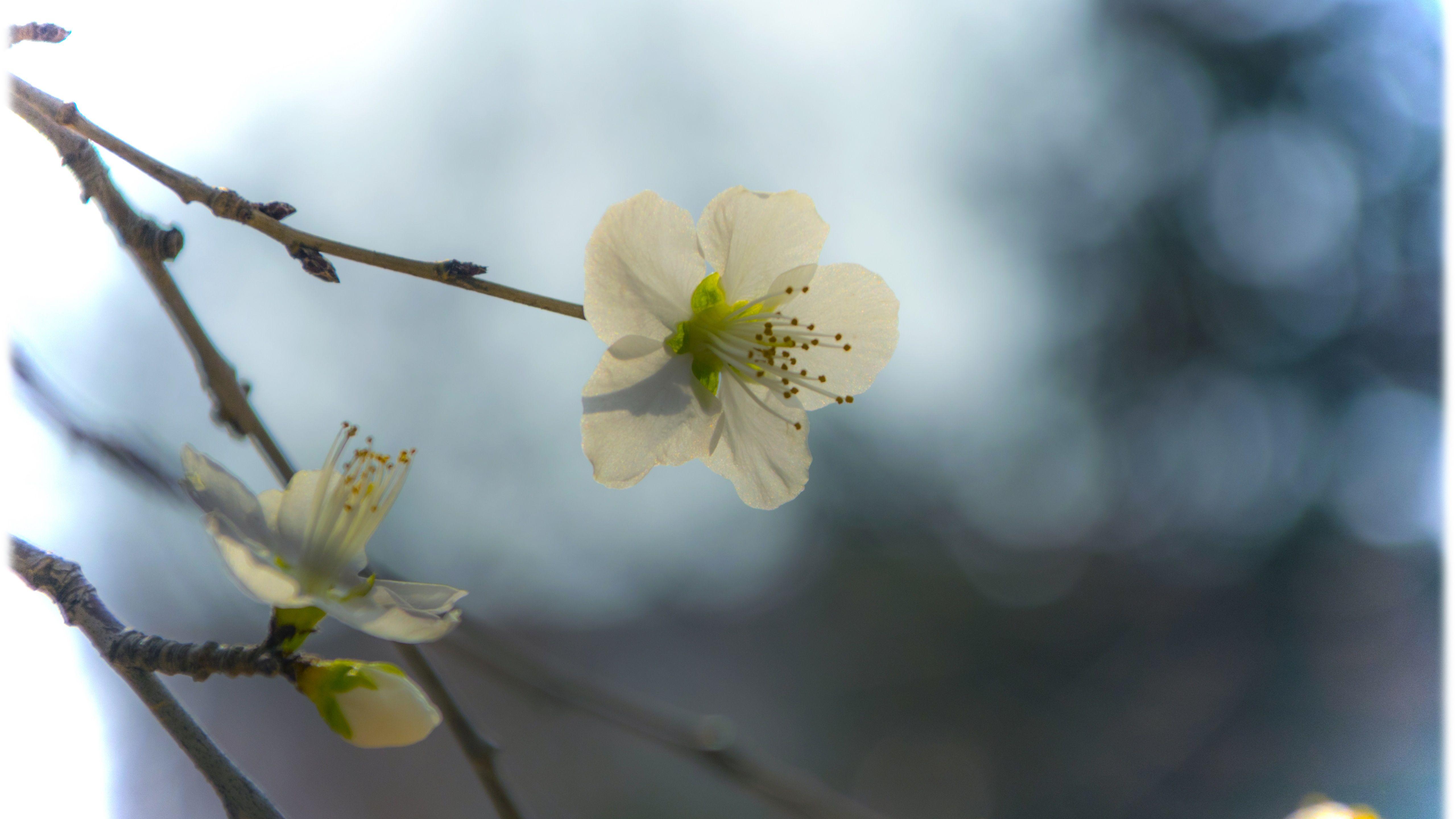 5120x2880 Spring Flower Wallpaper. Wallpaper Studio 10. Tens of thousands HD