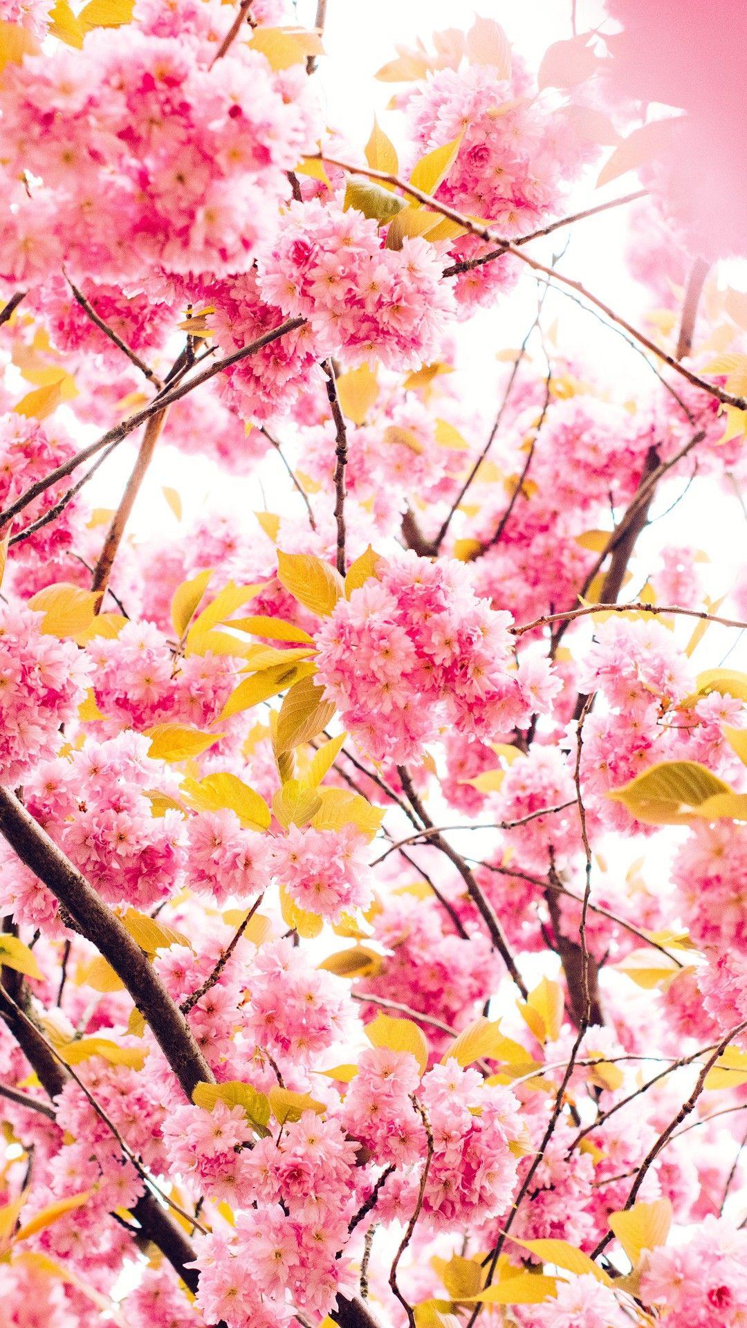 Cherry Blossom 5K Wallpapers - Top Free Cherry Blossom 5K Backgrounds