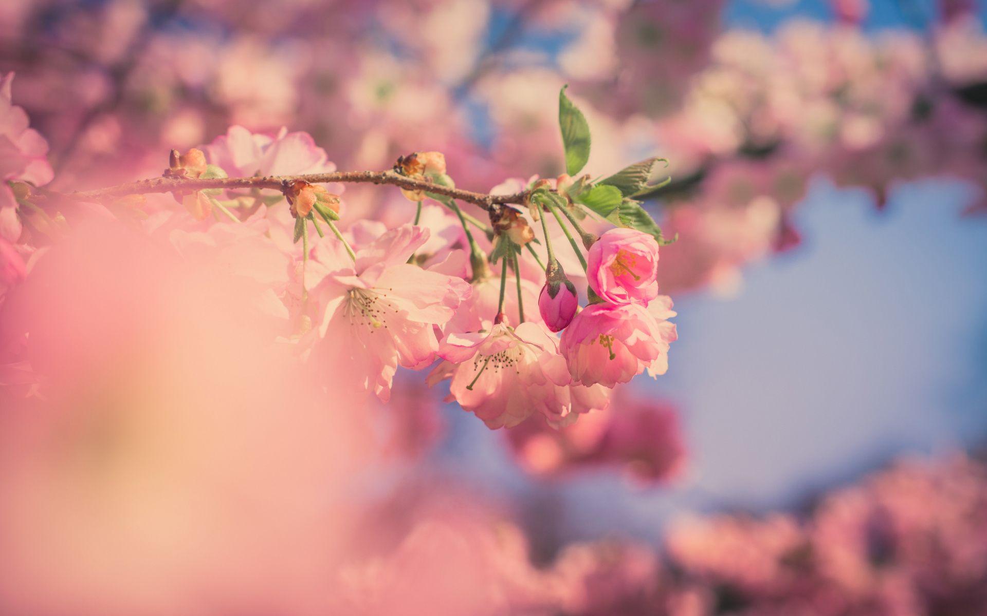 1920x1200 Download 1920x1200 wallpaper pink flowers, cherry blossom, spring