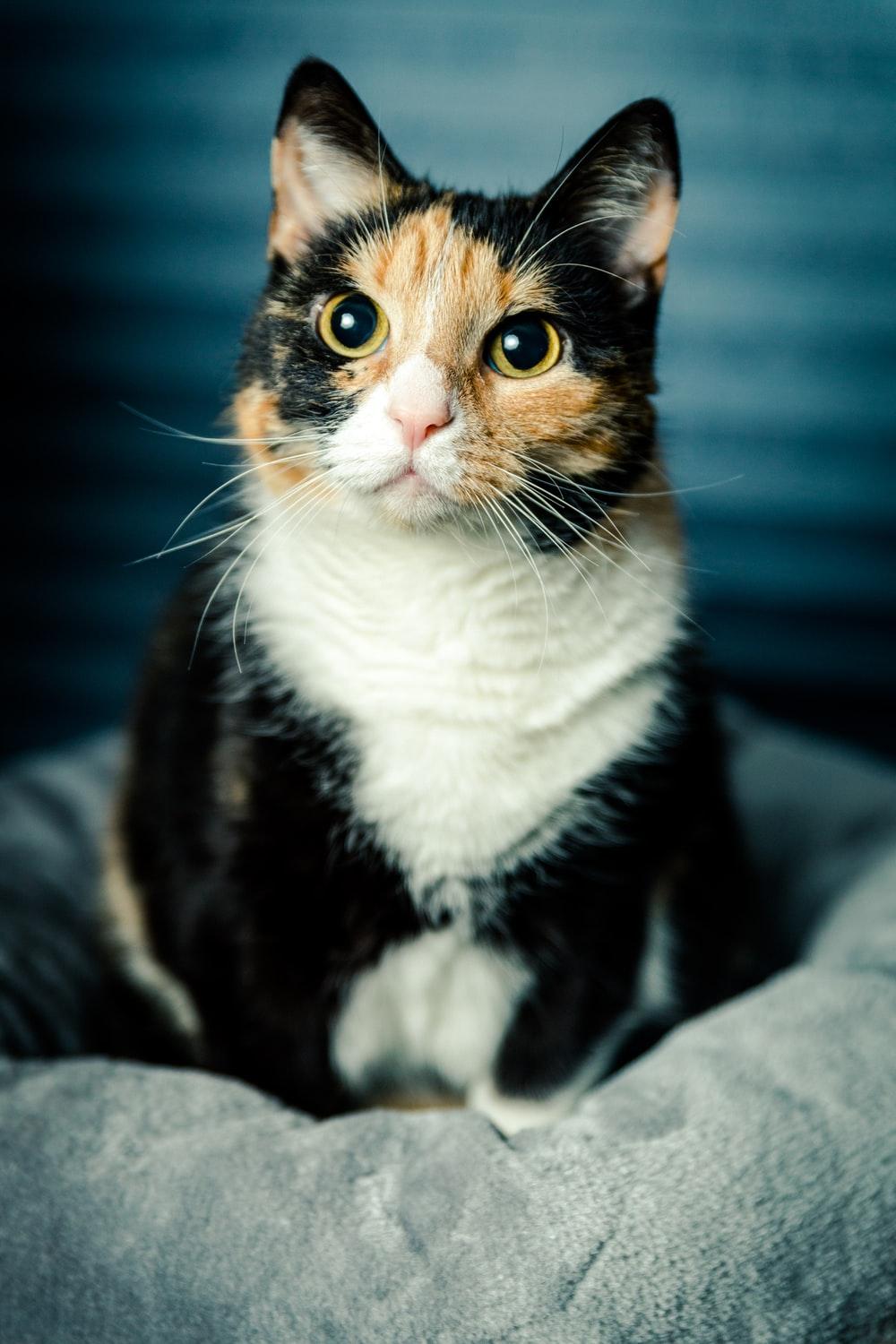 1000x1500 Calico Cat Picture. Download Free Image