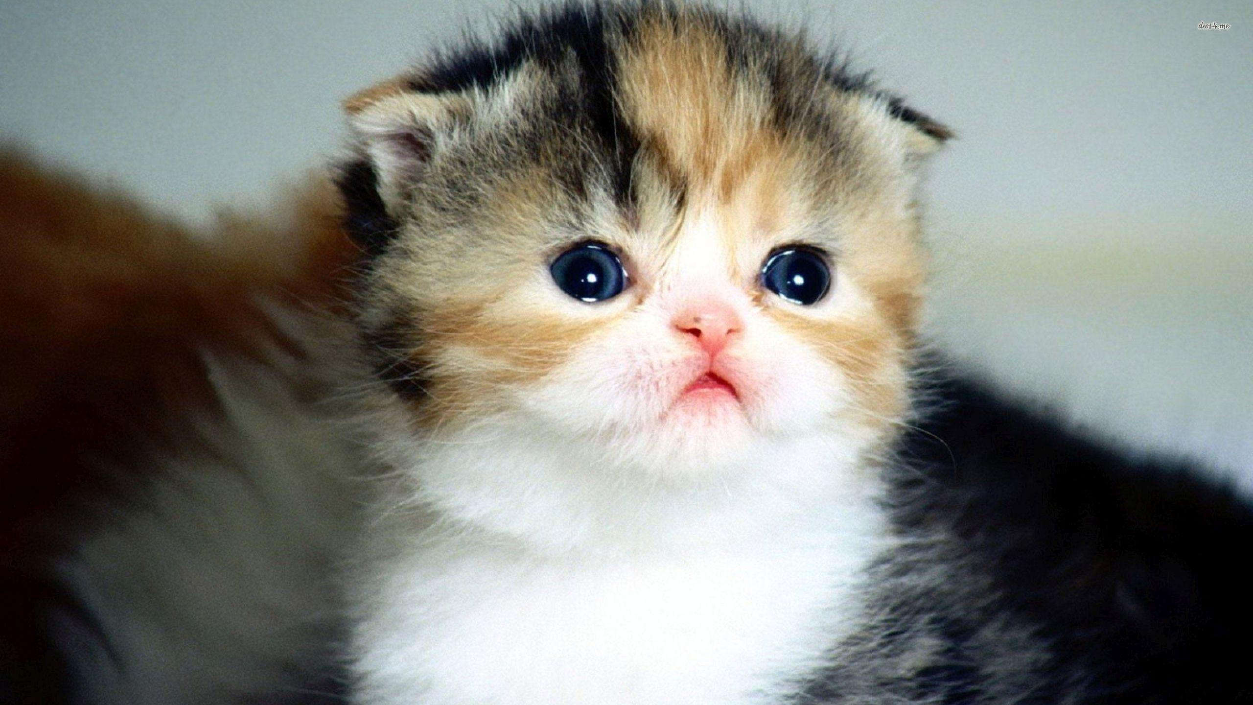 2560x1440 Wallpaper Of Kitten