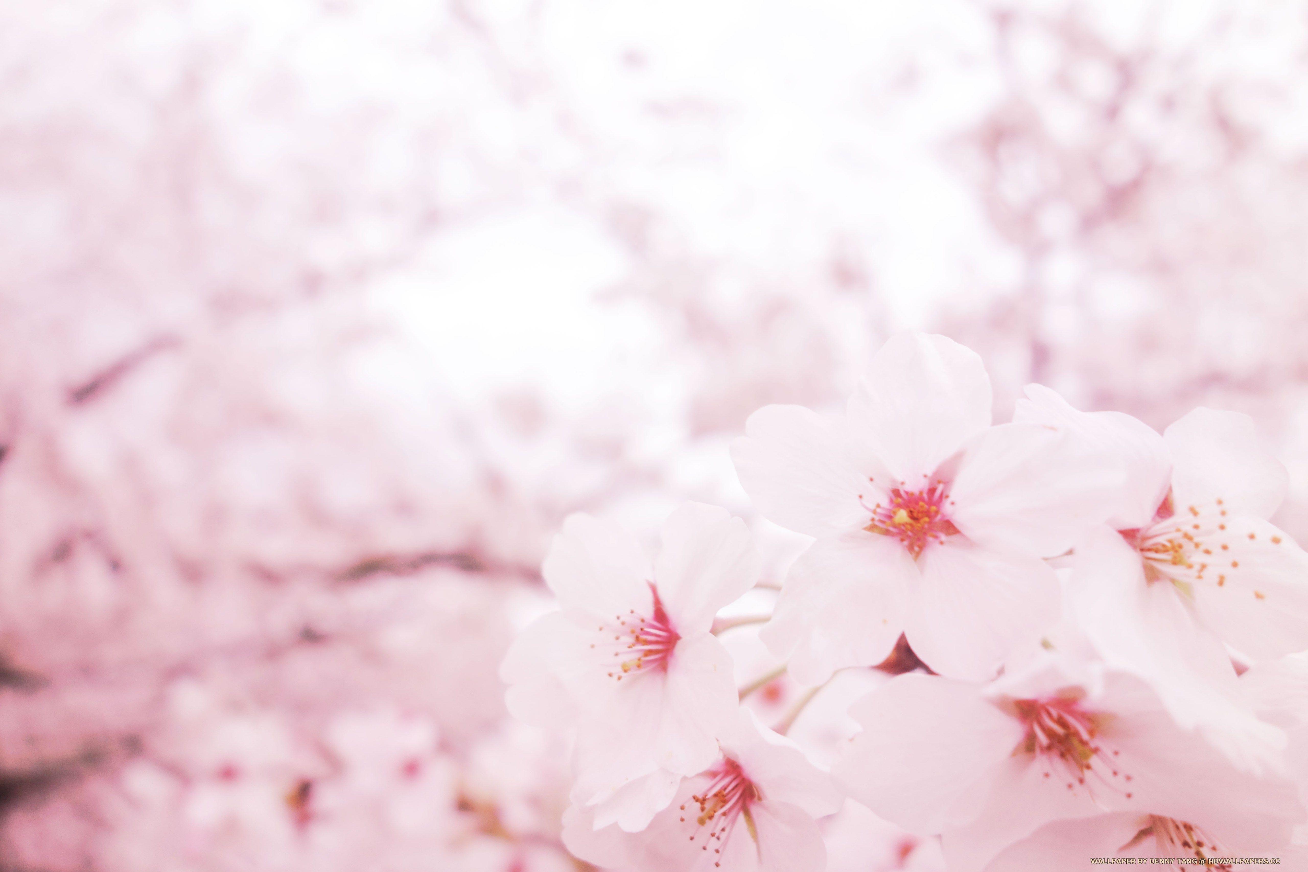 5120x3413 Pink Sakura