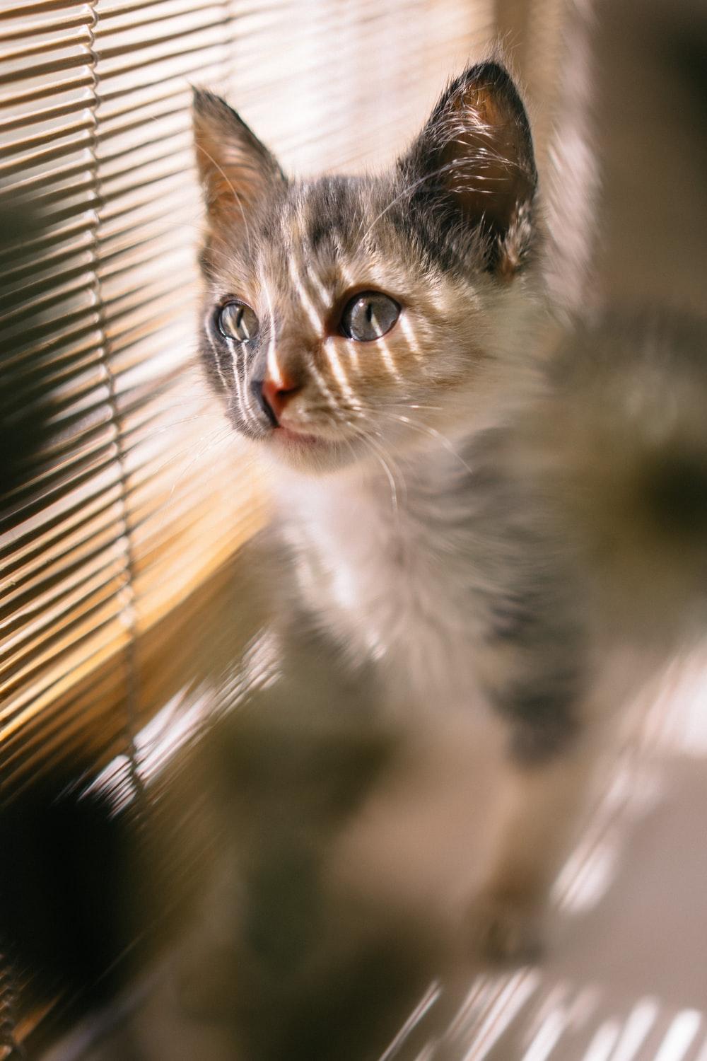 1000x1500 brown, black, and white calico kitten standing near brown window blind photo